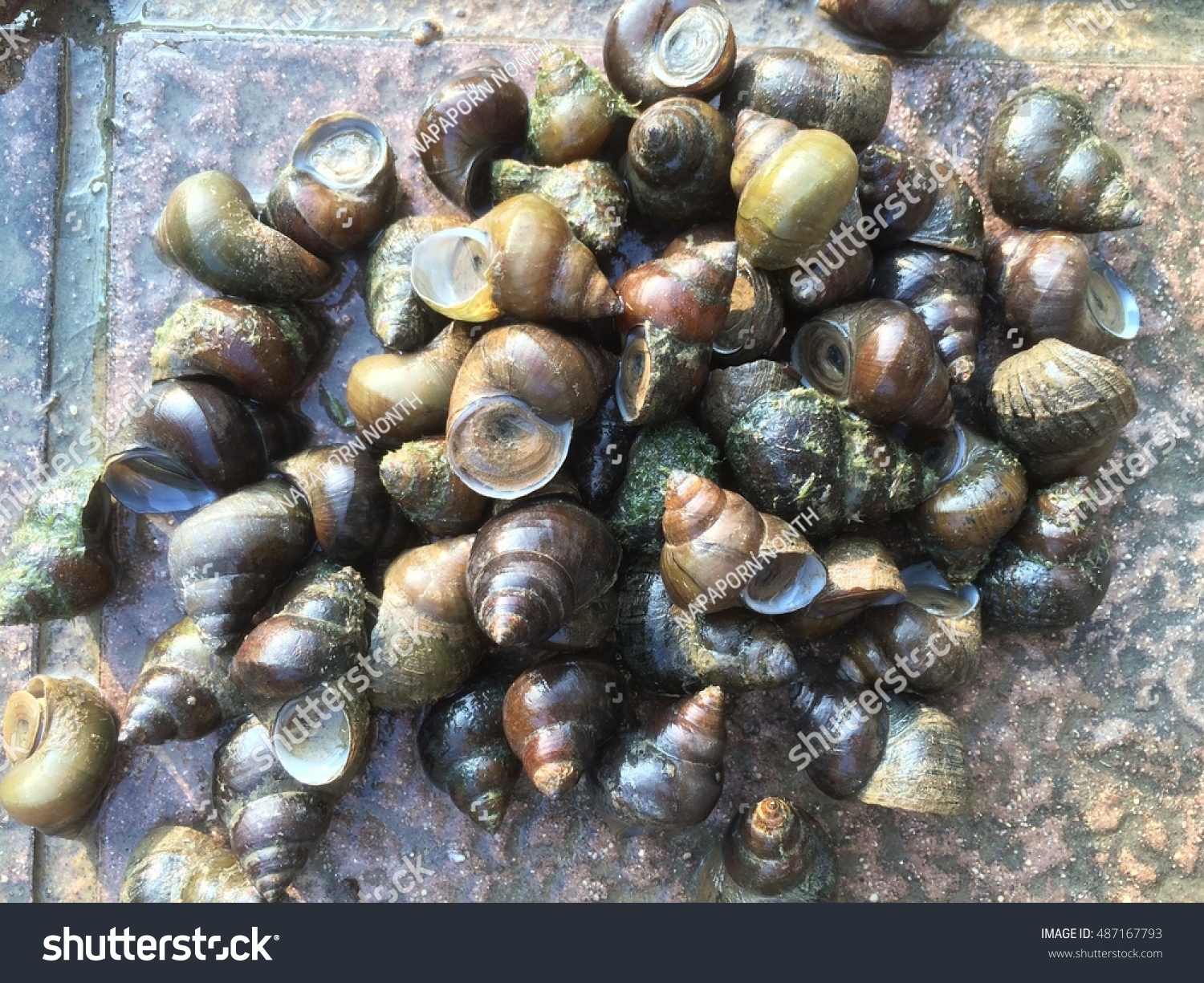 River Snail Pond Snail Stock Photo 487167793 - Shutterstock