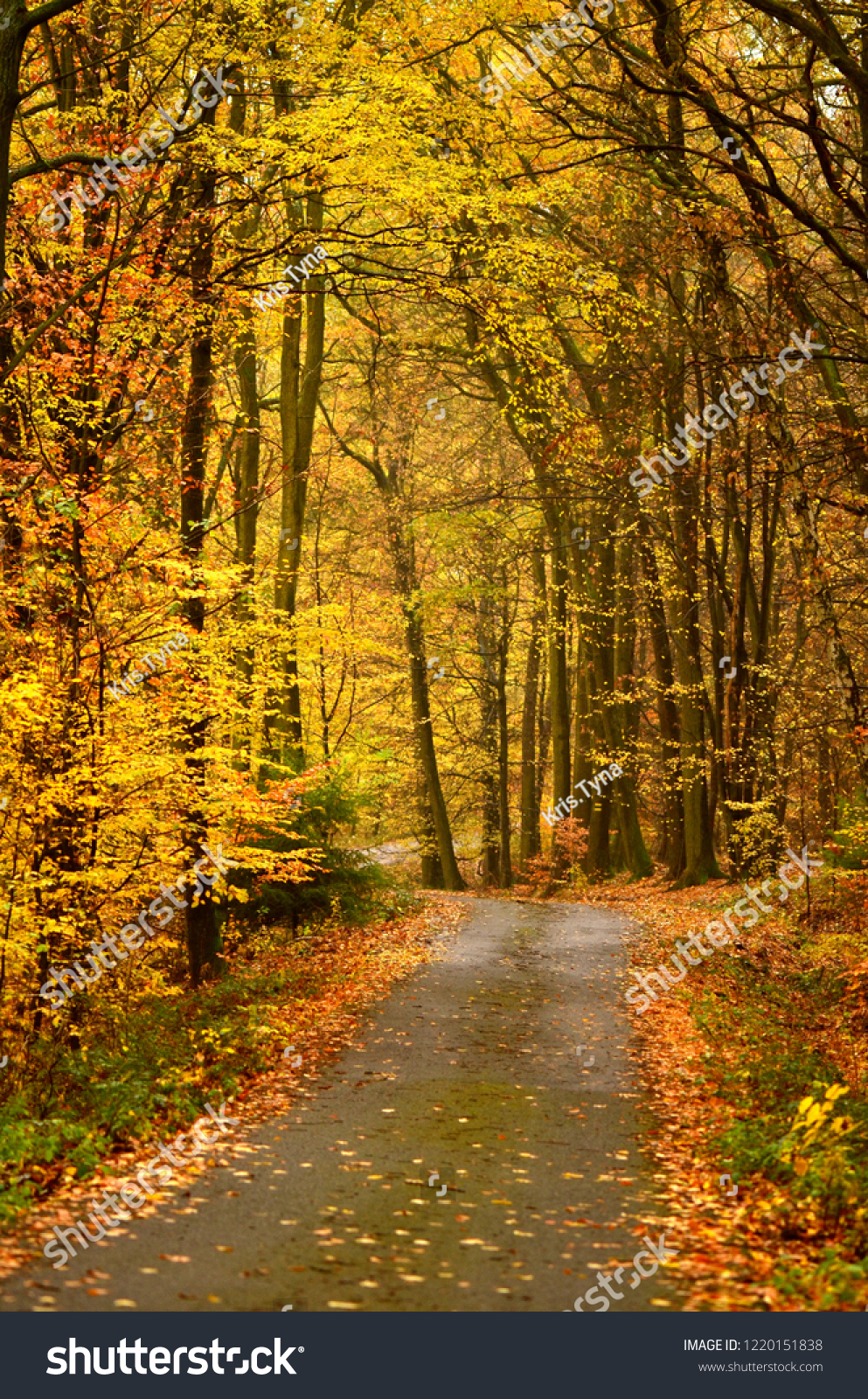 Road Autumn Forest Beautiful Vertical Landscape Stock Photo Edit Now