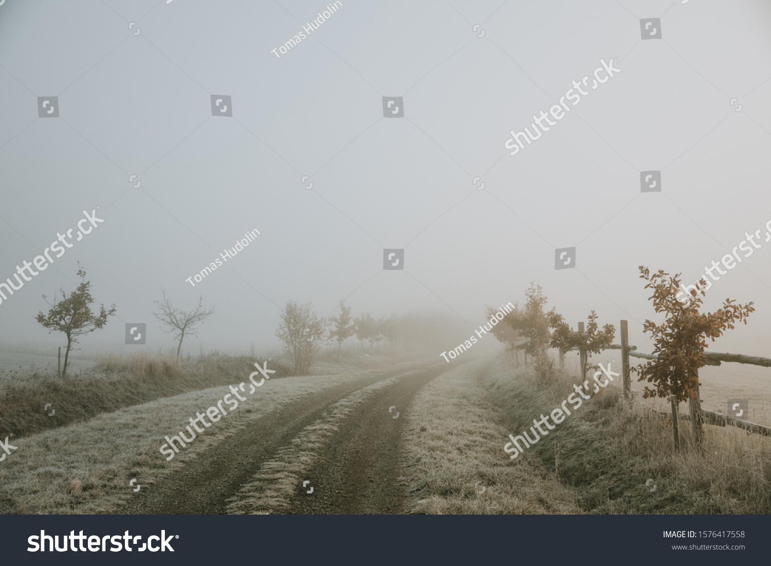 Road Lined Small Oak Trees Between Stock Image Download Now