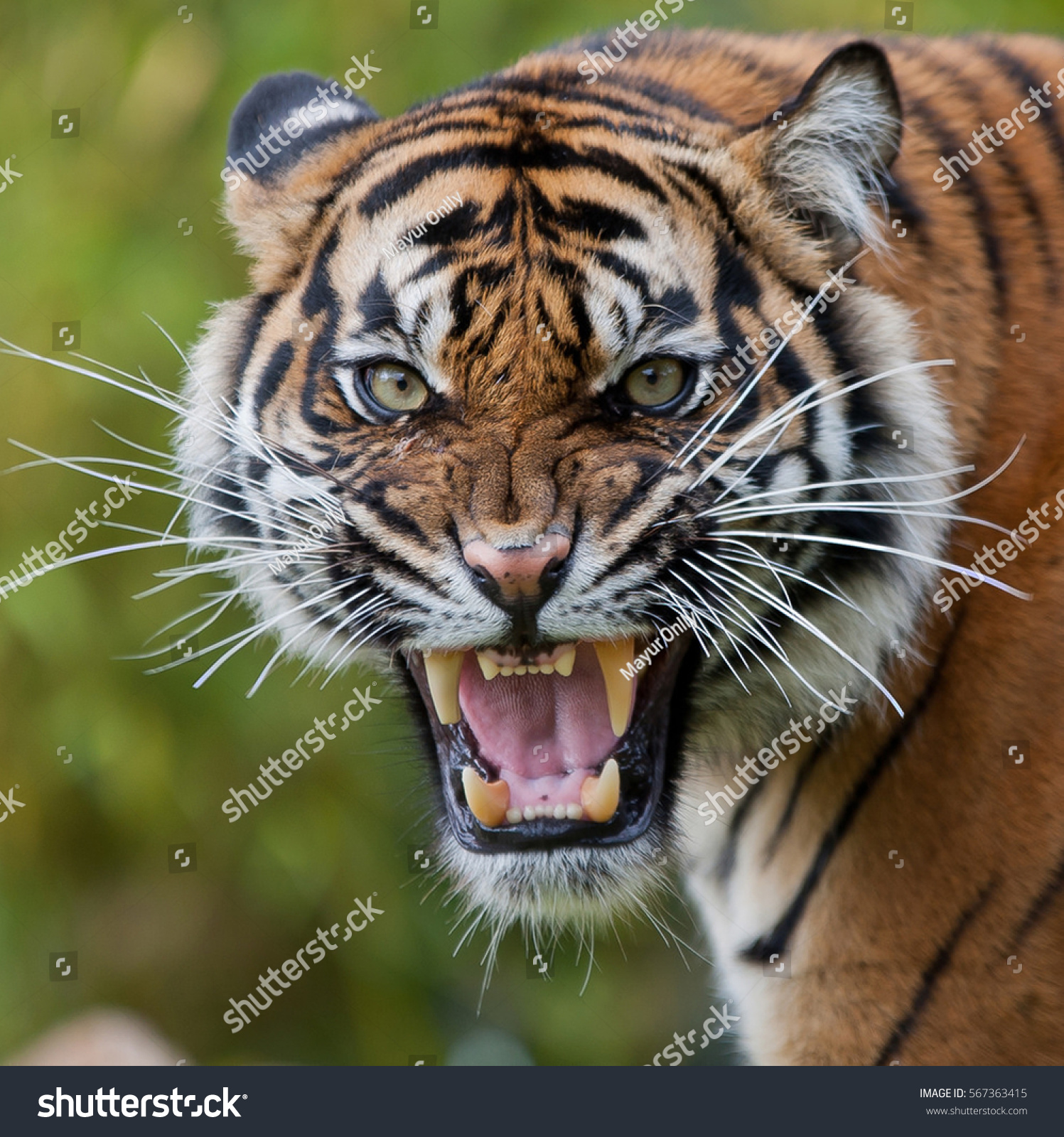 Roaring Tiger Stock Photo 567363415 - Shutterstock