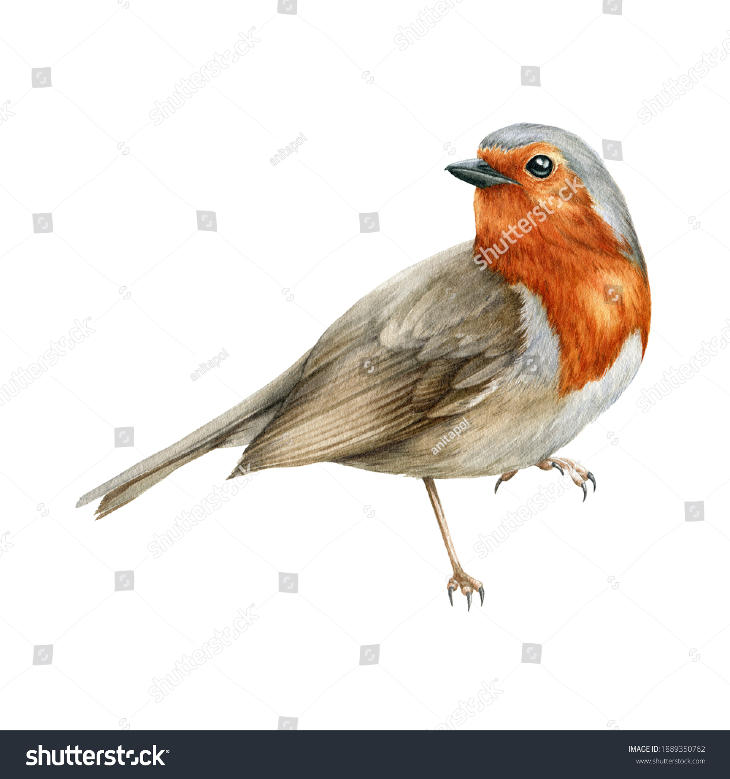 Robin Bird Watercolor Illustration Beautiful Song Stock Illustration 1889350762