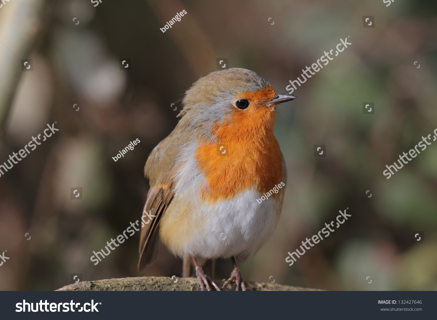 breast up birds Old man pleasure