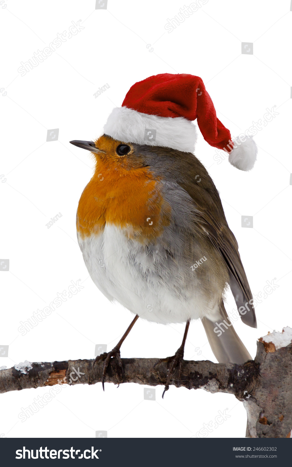 robin christmas hat