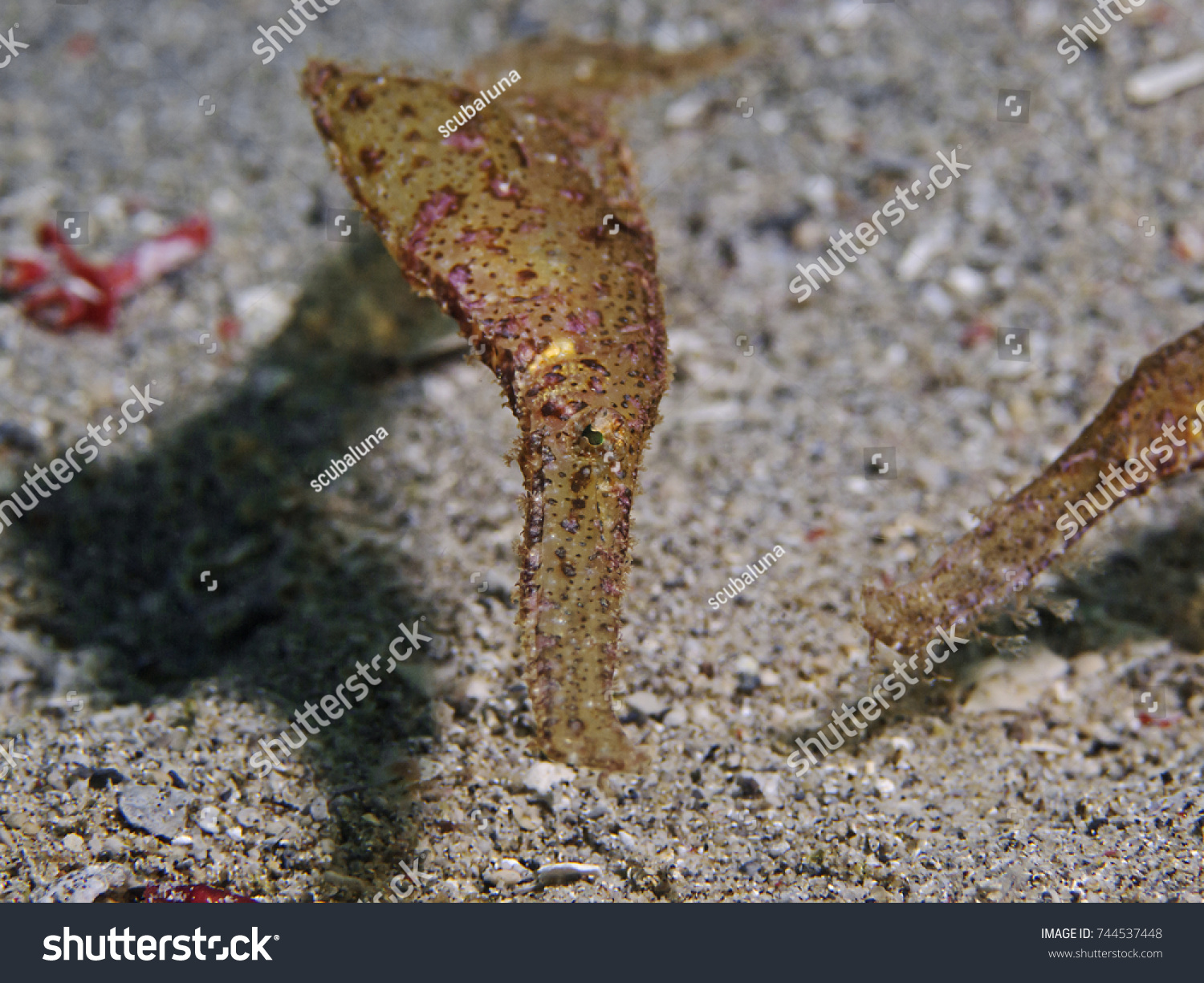 Robust Ghostpipefish Solenostomus Cyanopterus Stock Photo 744537448 ...