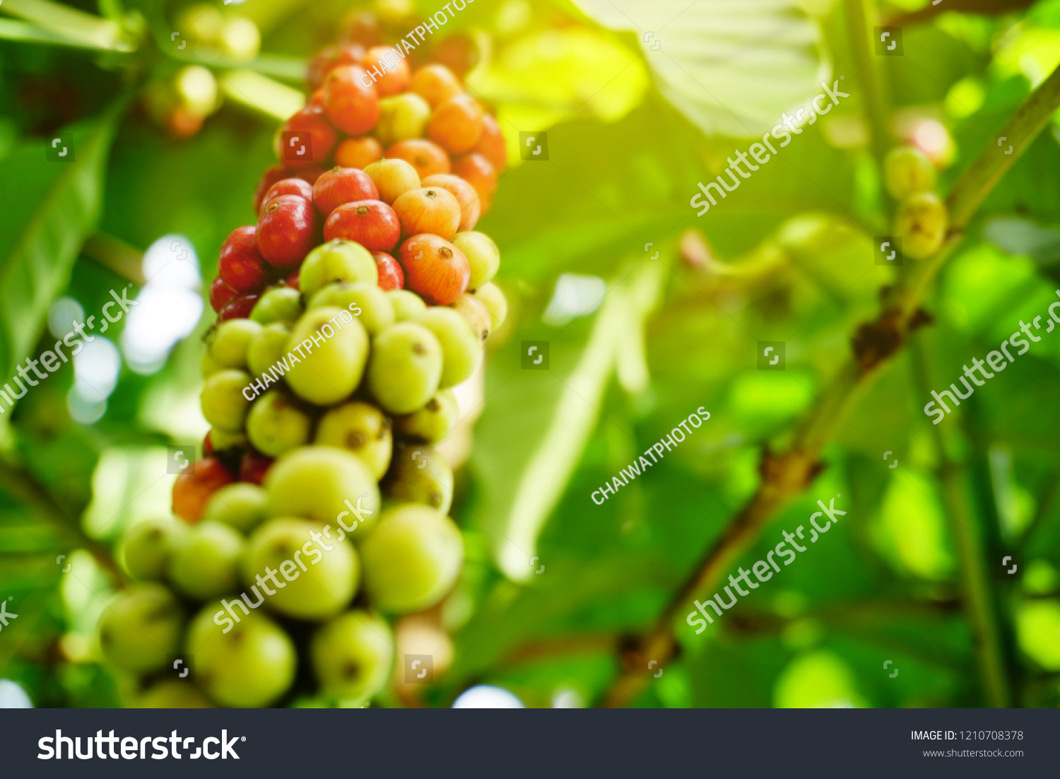 Robusta Coffee Farm Plantation On South Stock Photo 1210708378 ...