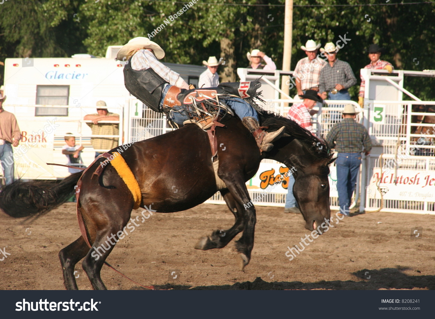 Rodeo Horse Bucking A Cowboy On Its Back In A Traditional Horseback ...