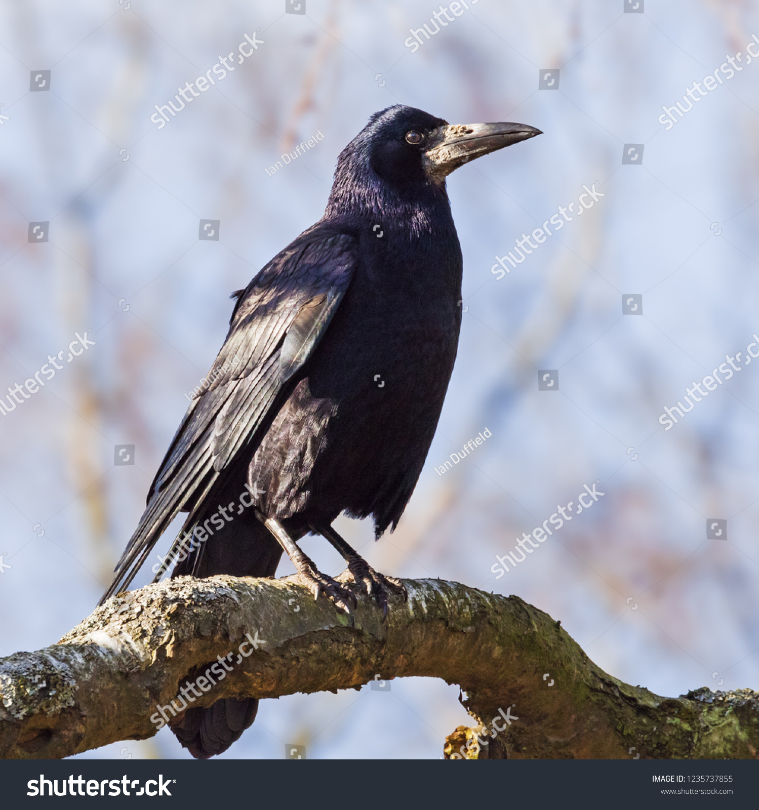 Rook Standing Tall Rook Stands Upright Stock Photo (Edit Now) 1235737855