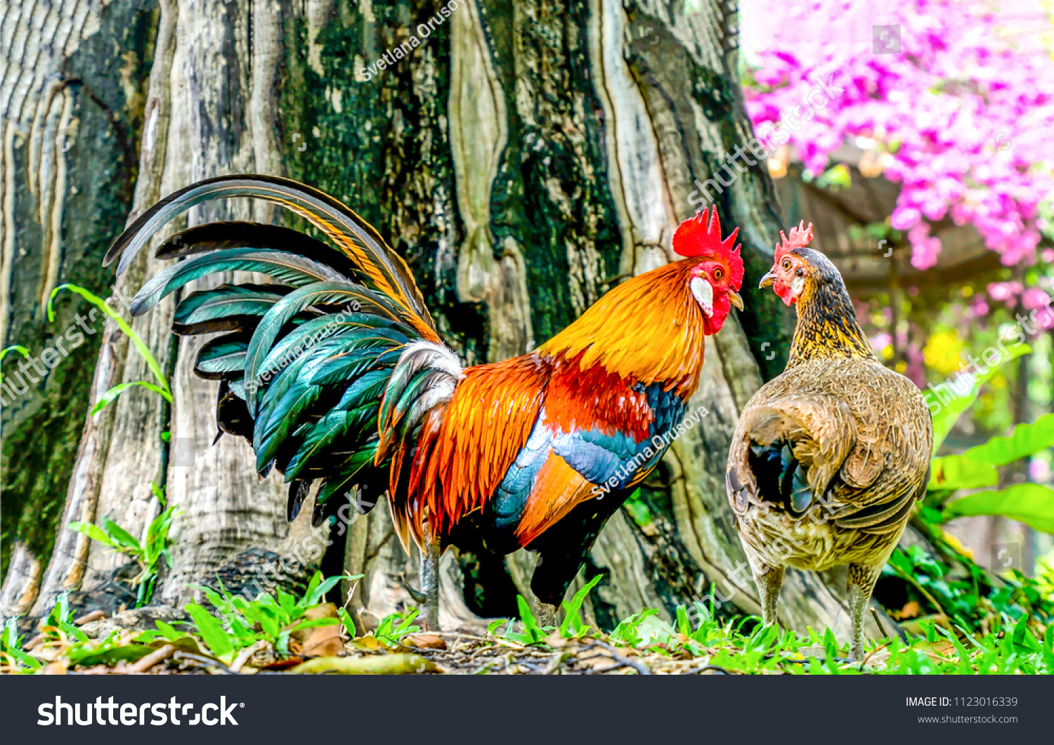 Rooster Hen Hen Rooster Farm Scene 庫存照片 立刻編輯