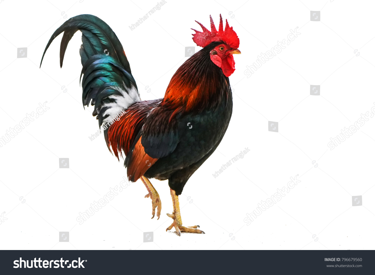 4,794 Real rooster Images, Stock Photos & Vectors | Shutterstock