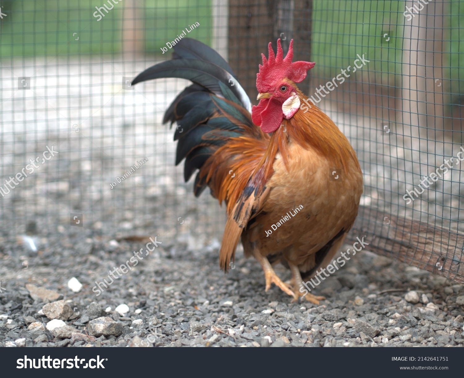 Rooster Chicken Beautiful Close Photos On Stock Photo 2142641751 ...