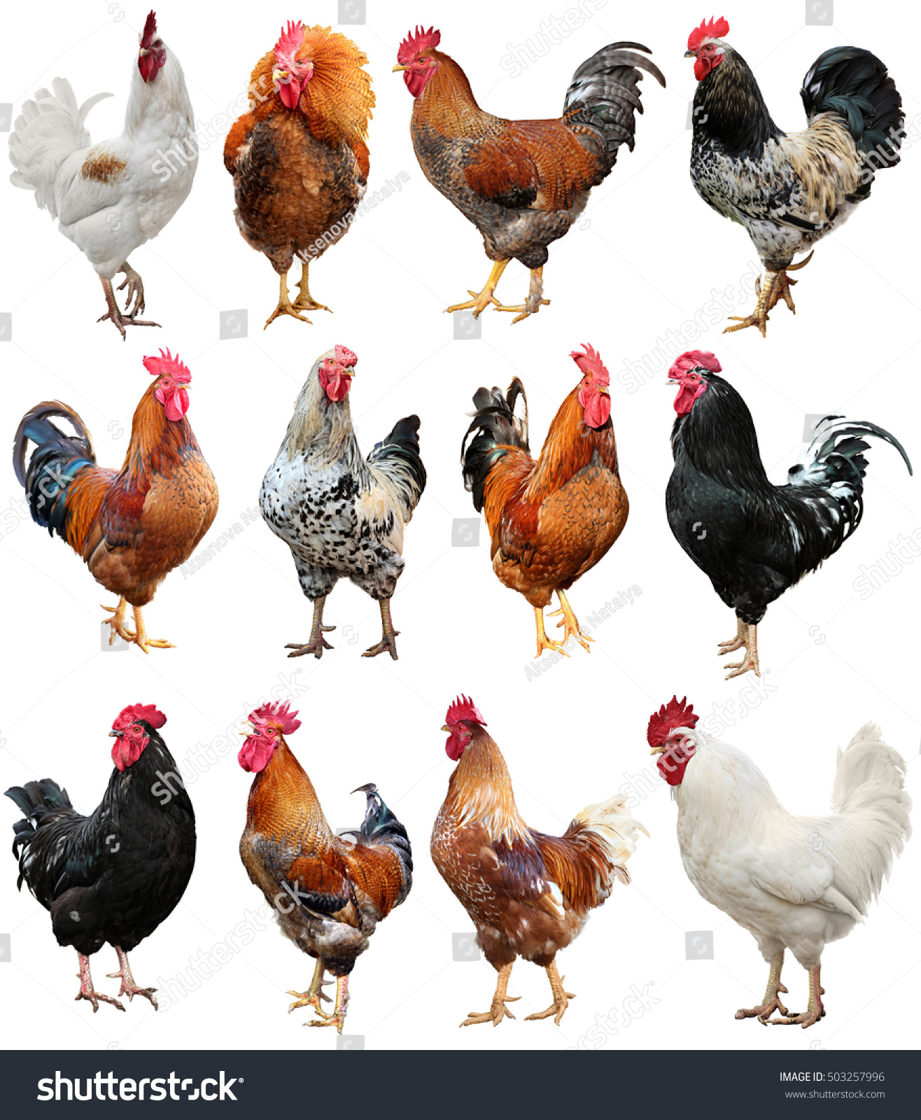 Rooster Chicken Isolated On White Background Stock Photo 503257996 ...