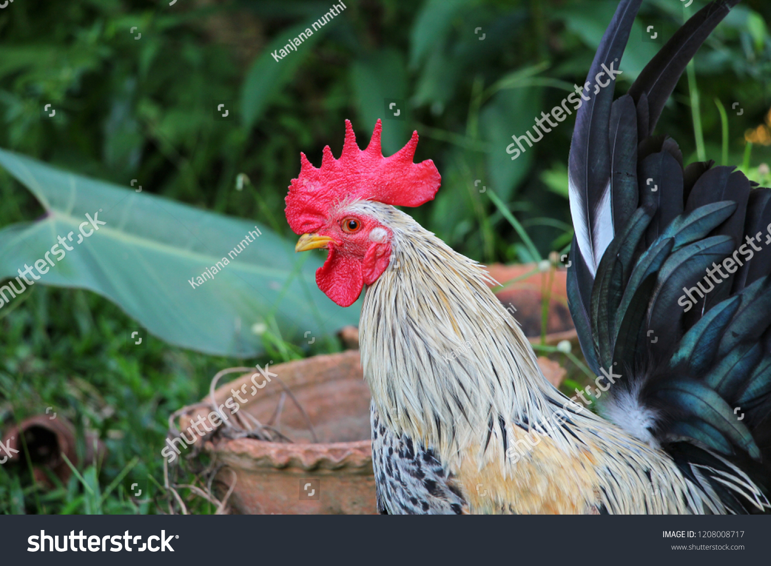 Rooster Cock Red Crest On Head Stock Photo (Edit Now) 1208008717