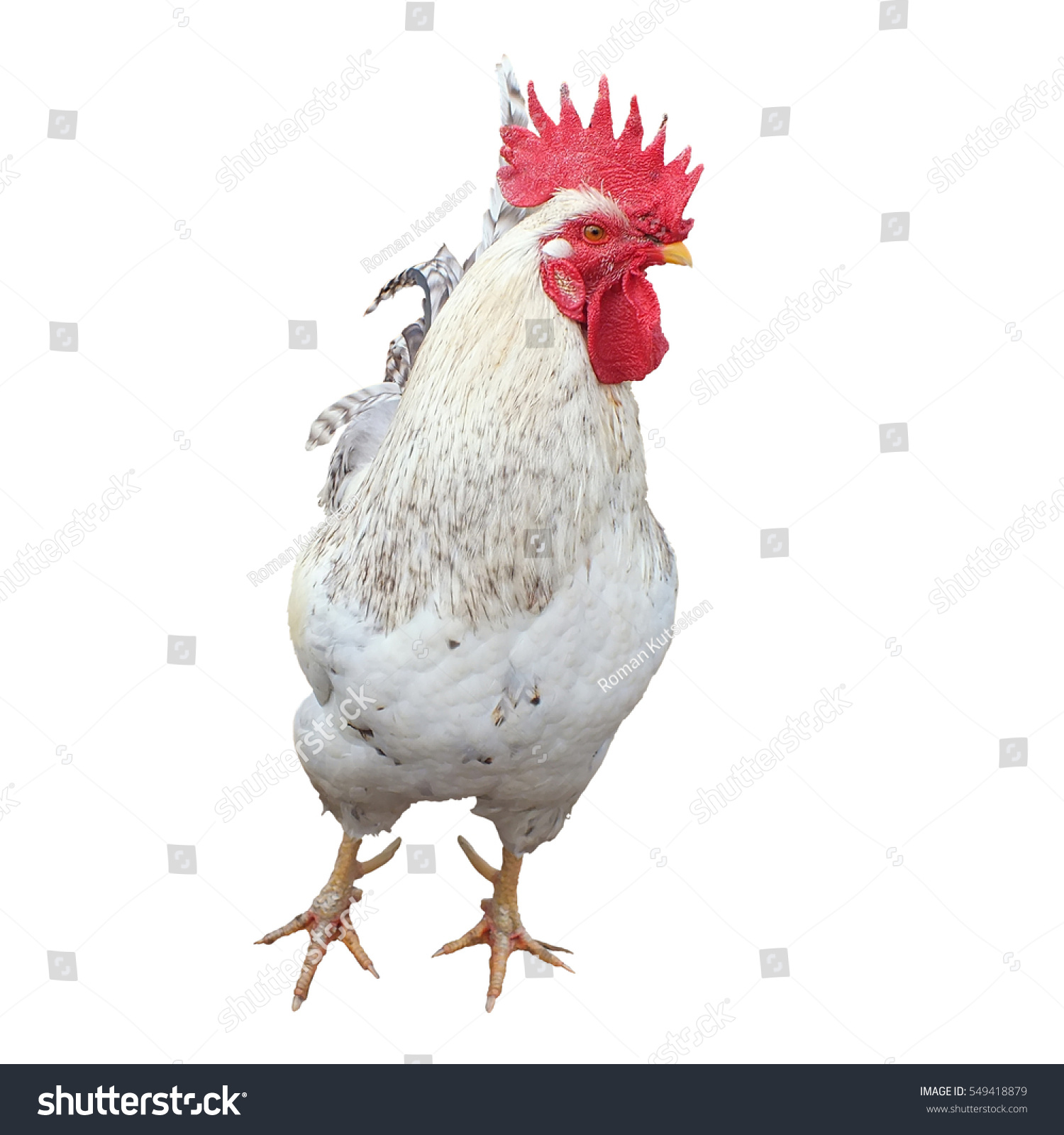 Rooster Front View Stock Photo 549418879 | Shutterstock