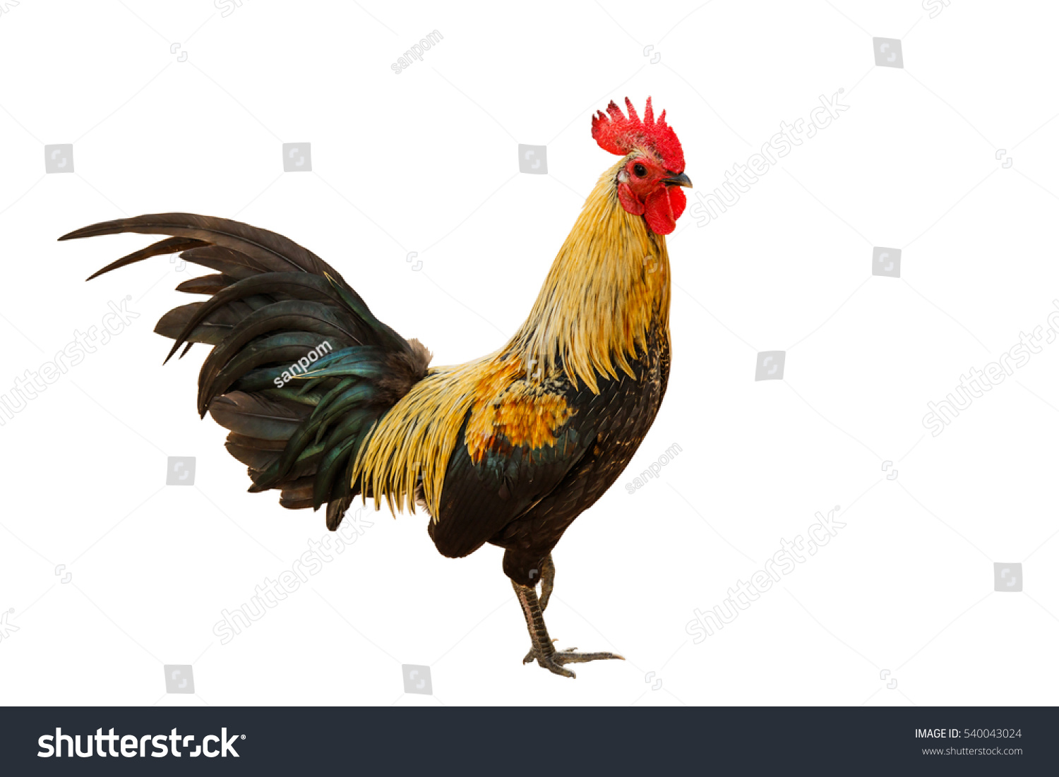 Rooster Isolated On White Background Clipping Stock Photo 540043024 ...