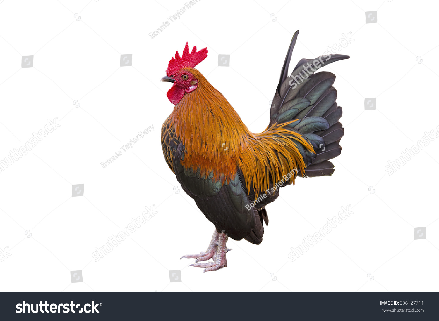 Rooster Isolated On White Stock Photo 396127711 : Shutterstock