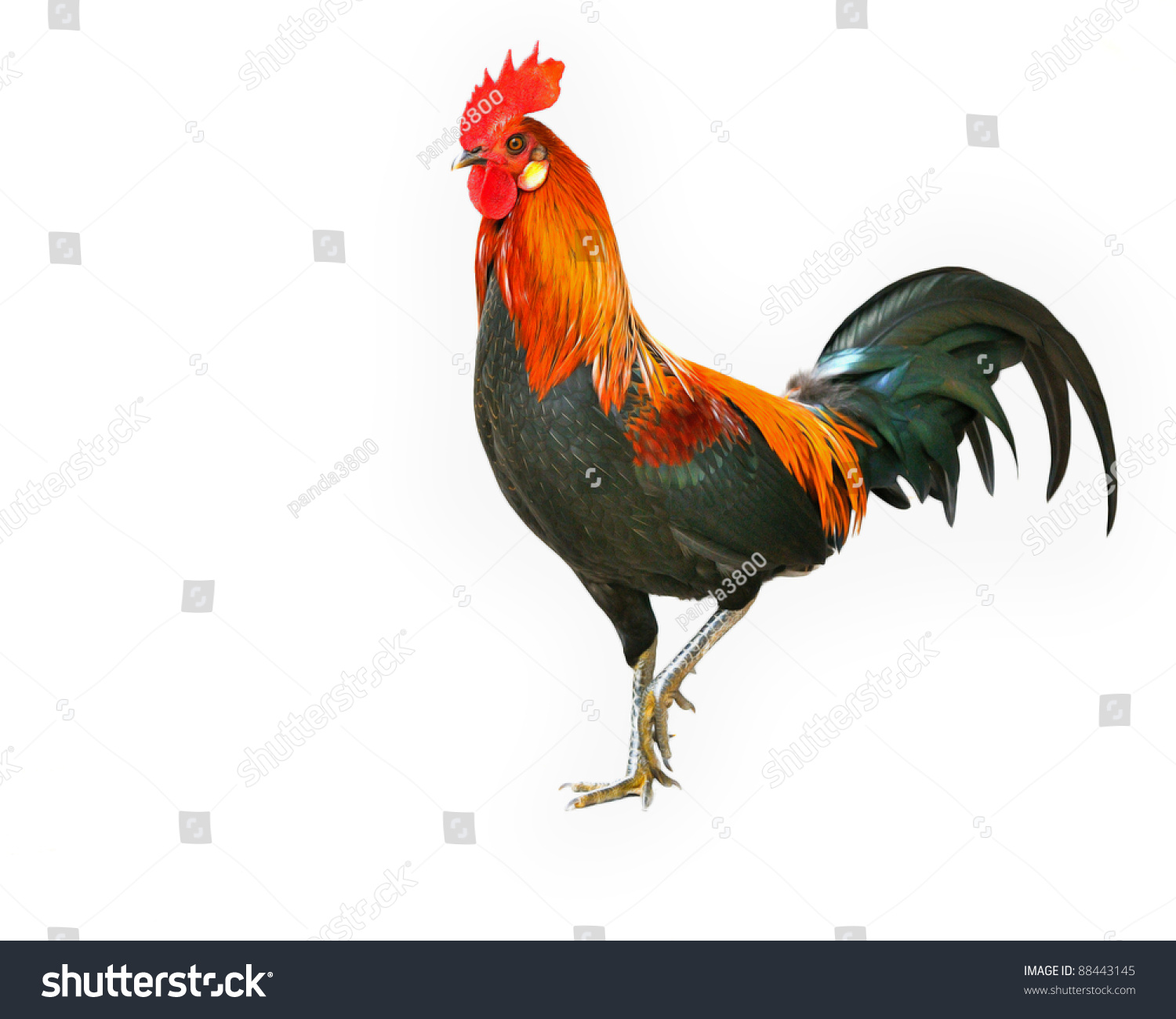 Rooster Isolated On White Background Stock Photo 88443145 : Shutterstock