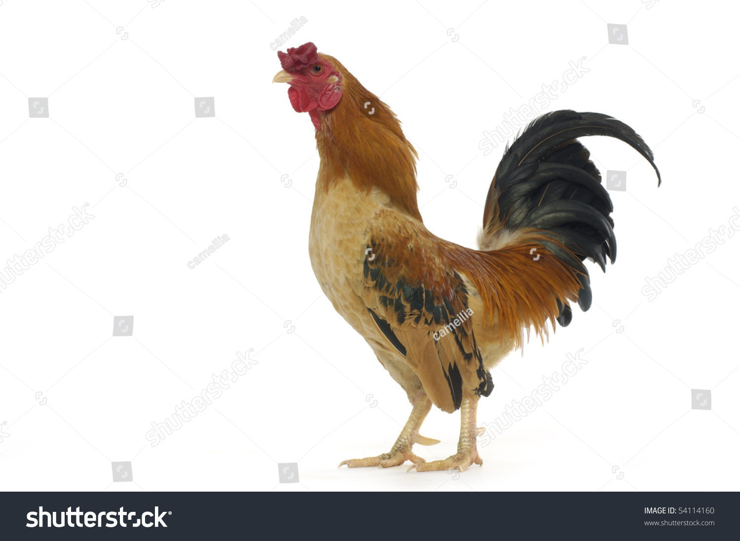 Rooster Singing For Wake Up Stock Photo 54114160 : Shutterstock