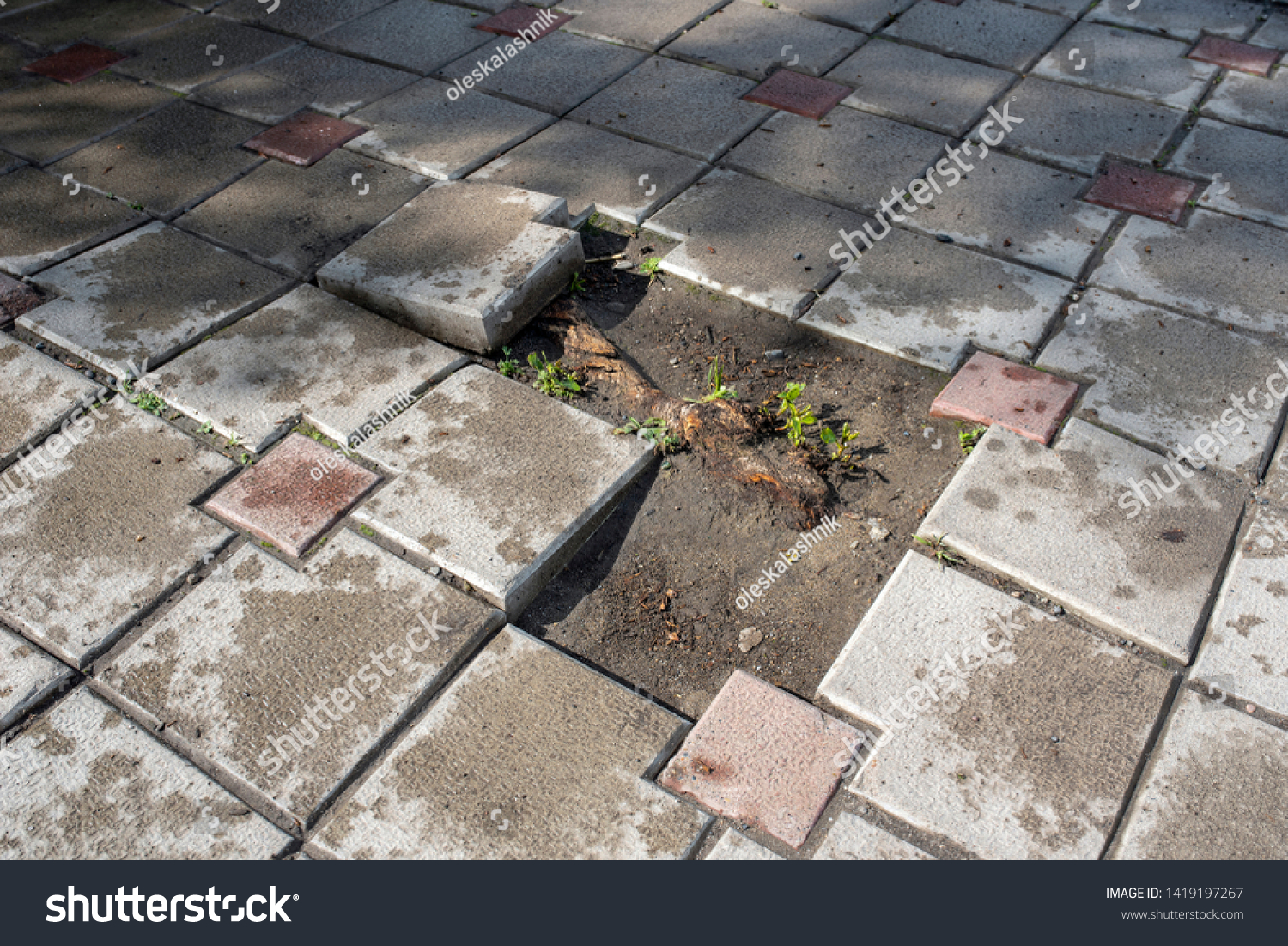 Root Heave Sidewalk Tiles Hole Powerful Stock Photo Edit Now 1419197267