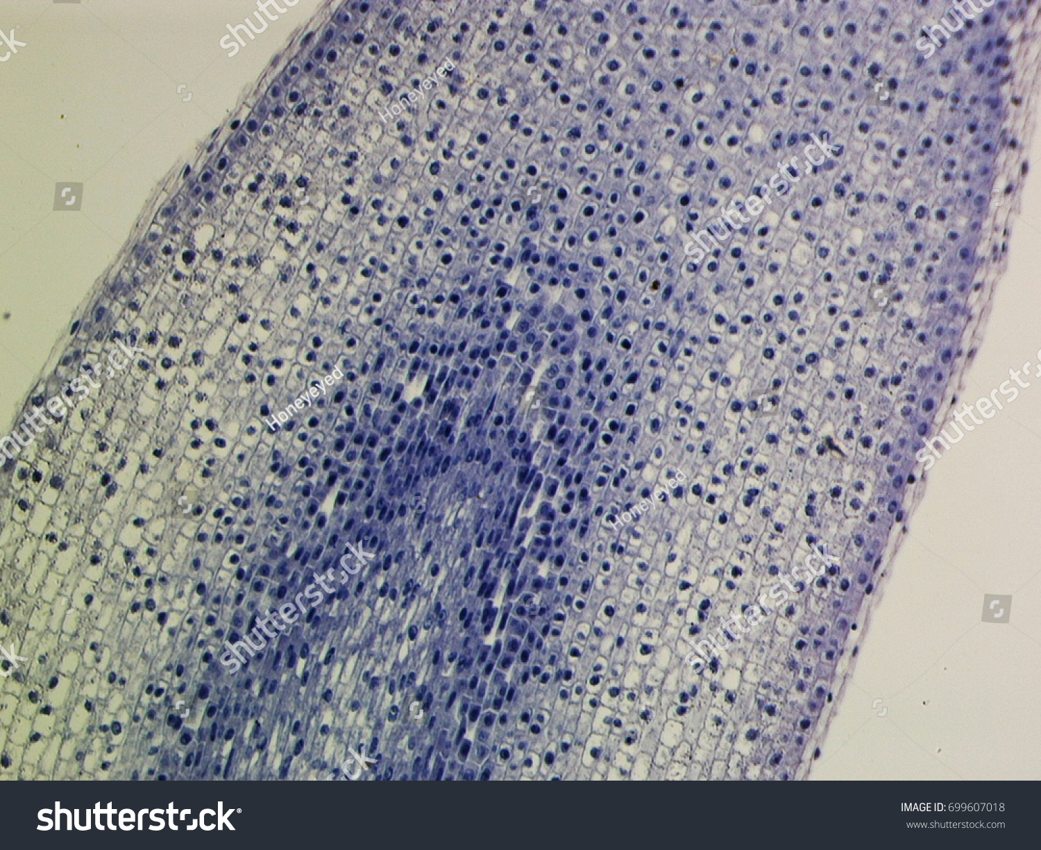 Root Meristem Under Microscope Meristematic Cells Stock Photo 699607018 ...