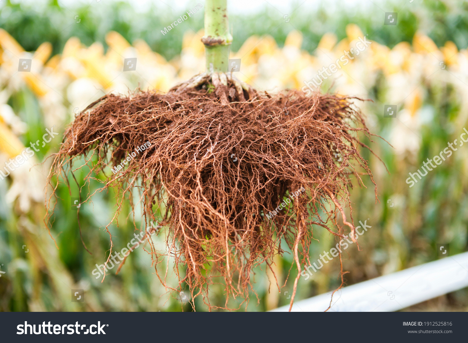 fibrous-root-images-stock-photos-vectors-shutterstock