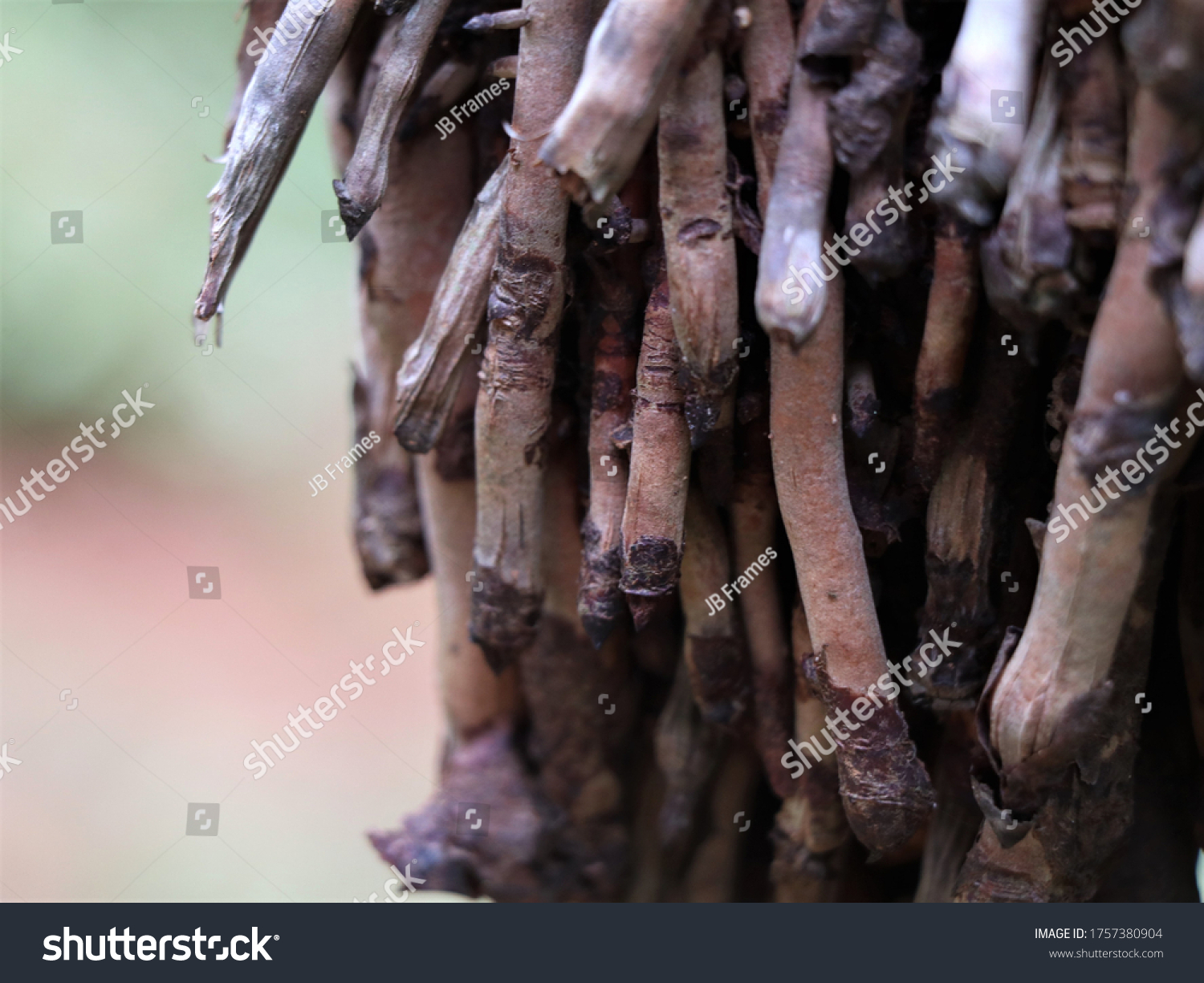 Roots Coconut Palm Texture Stock Photo 1757380904 | Shutterstock