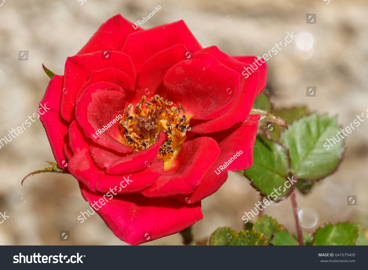 Rosa Hybrida Red Flower Dwarf Rosal Stock Photo Edit Now 641679400