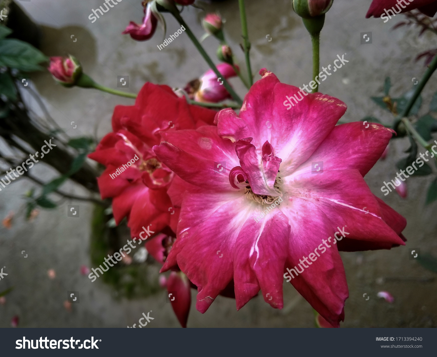 rosa-sinensis-flower-petals-falling-slowly-stock-photo-1713394240