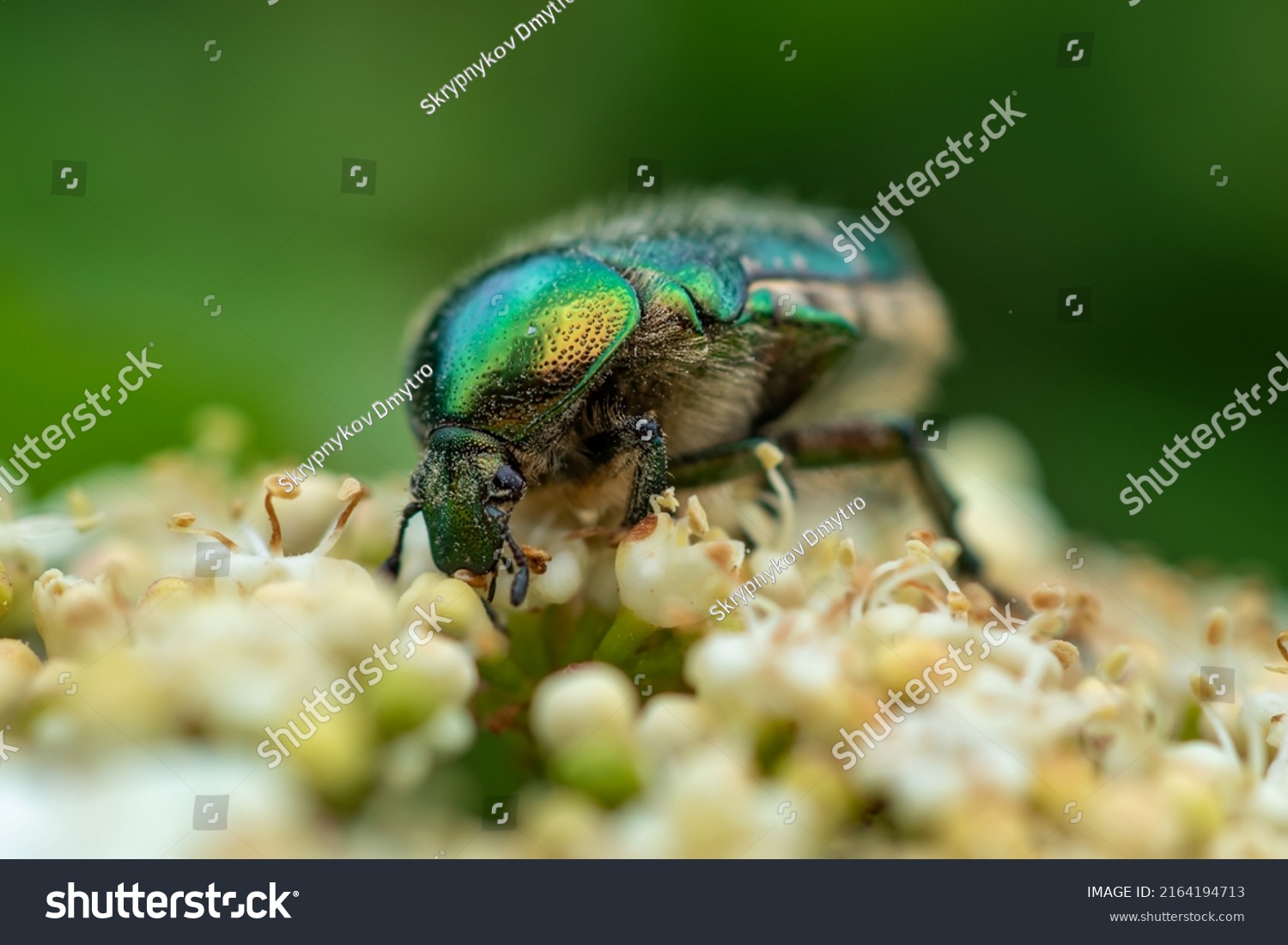 3,688 Cetonia beetles Images, Stock Photos & Vectors | Shutterstock