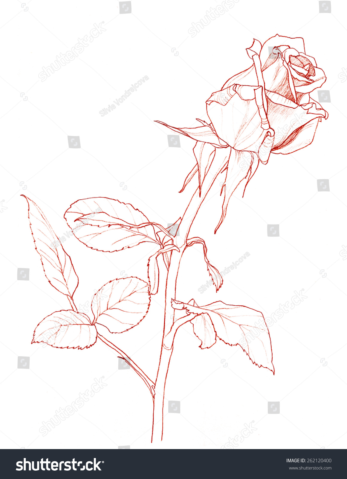  Rose Flower Pencil Drawing Stock Illustration 262120400 