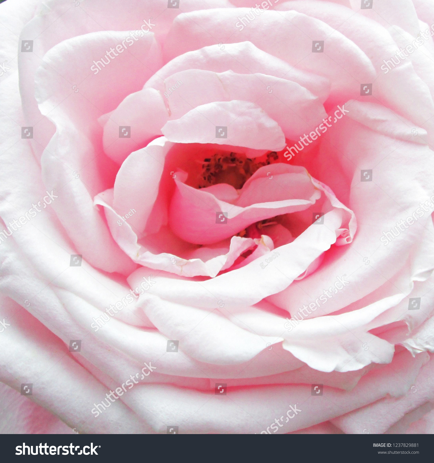 Pink Hibiscus Rosa Sinensis Flowers On A Pastel Pink Wooden