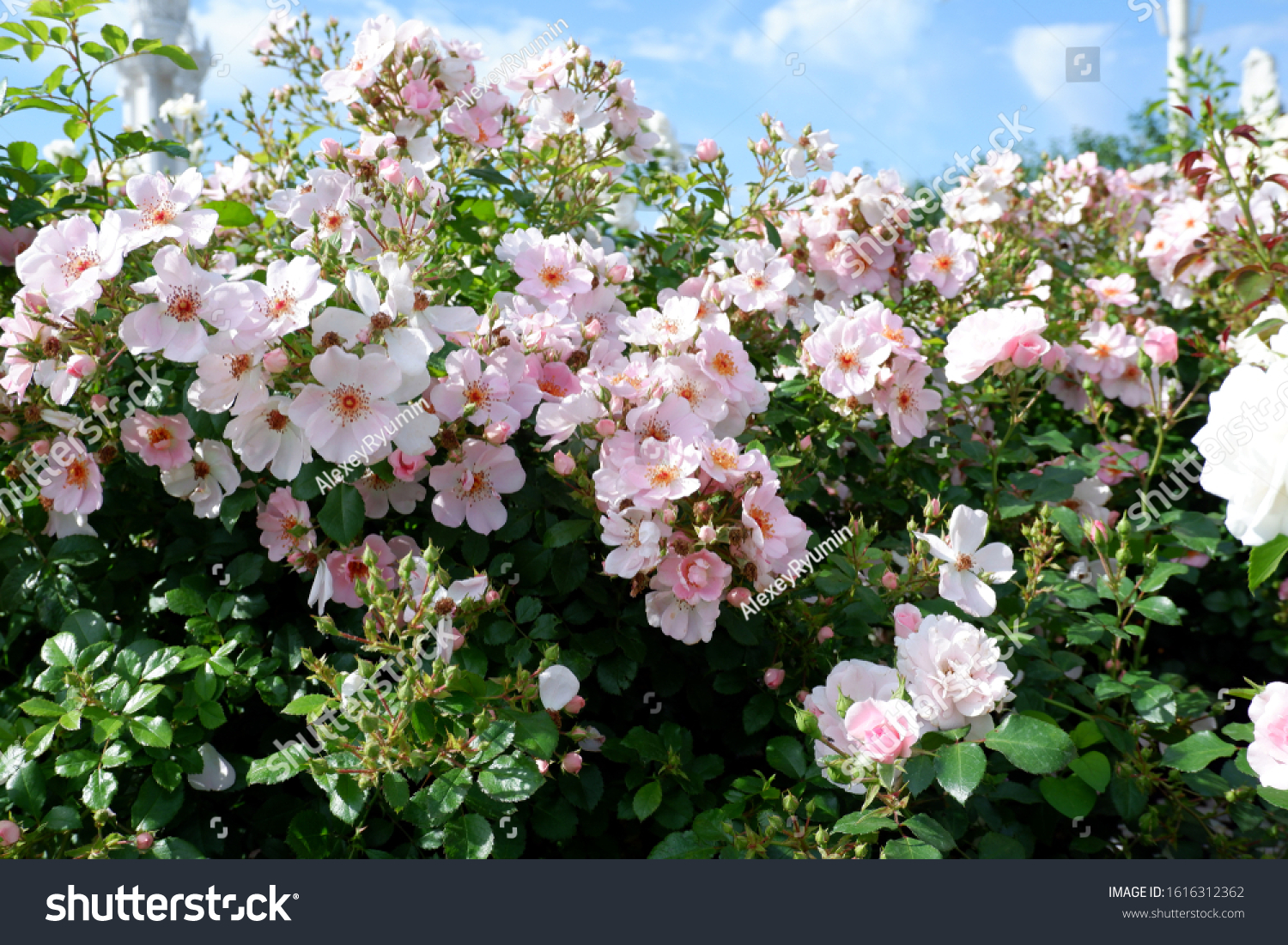 Rose flowers of rose hip on rose hip bush closeup view