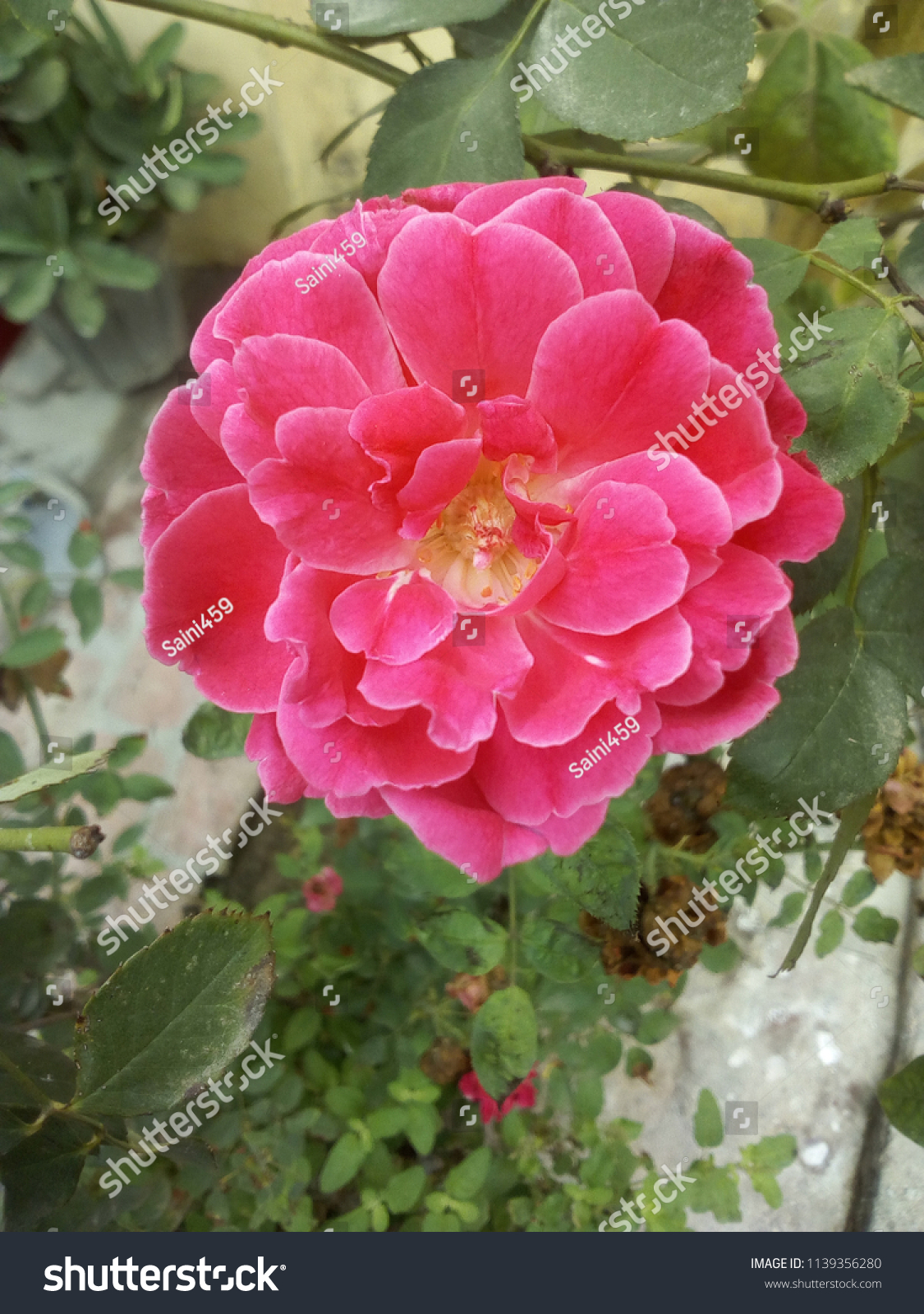 rose for gf