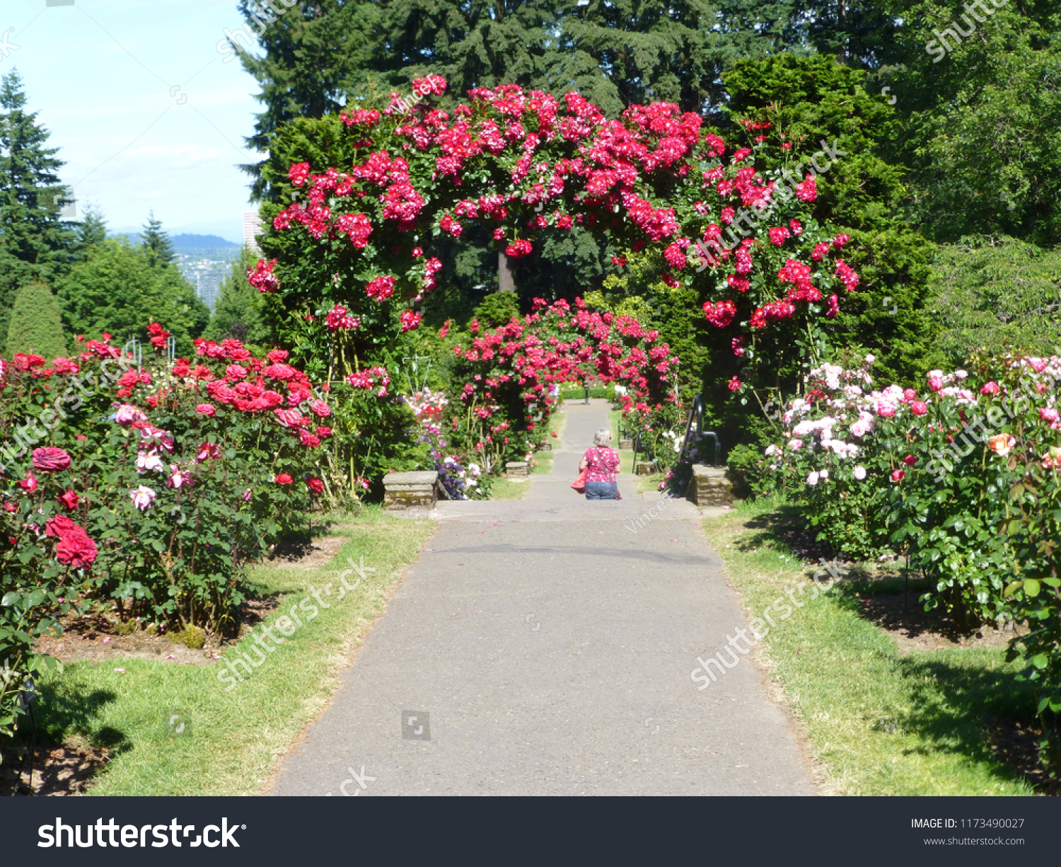Rose Garden Portland Oregon Stock Photo Edit Now 1173490027