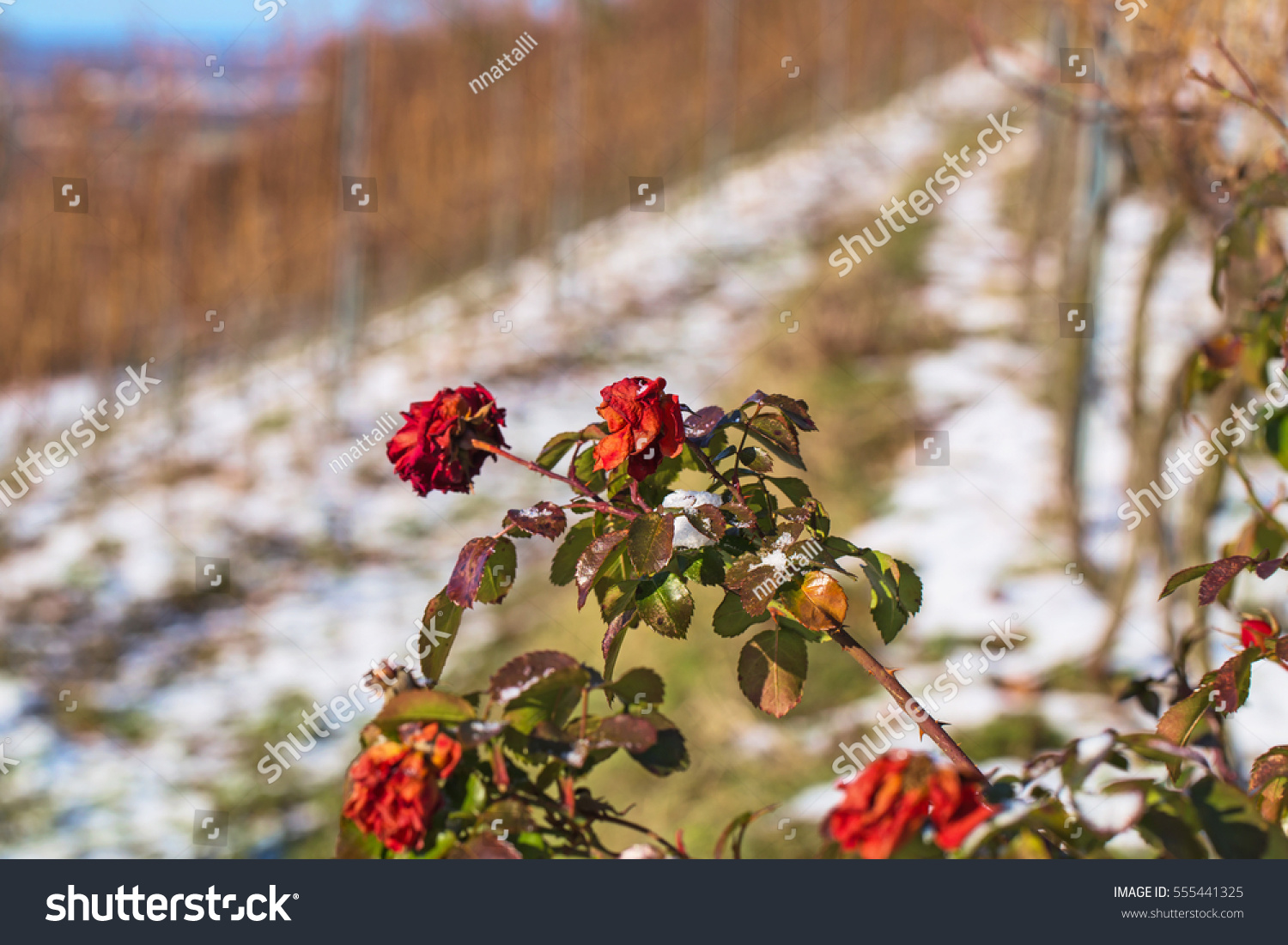 Rose Snow Heidelberg Rose Variety On Stock Photo Edit Now