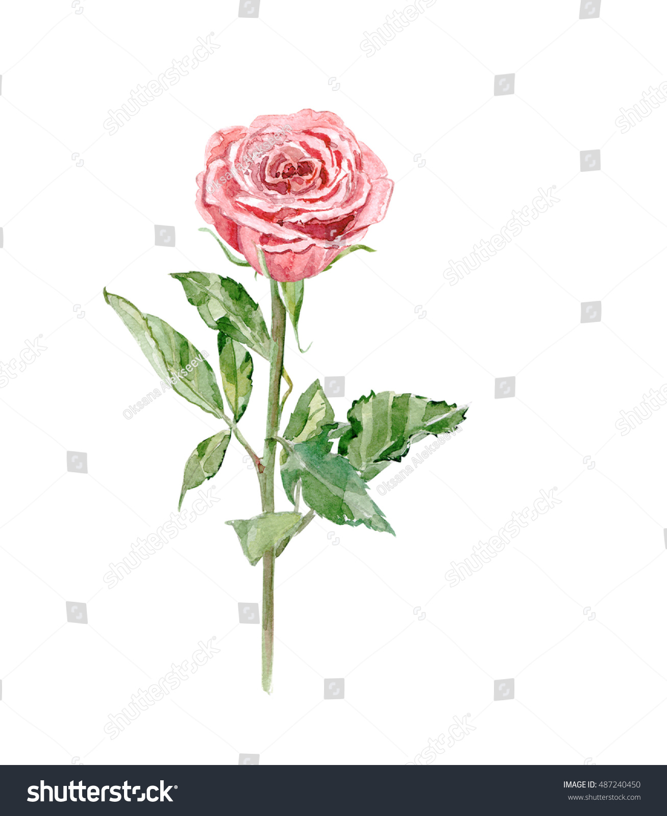 Rose On White Background Watercolor Painting Stock Illustration 487240450