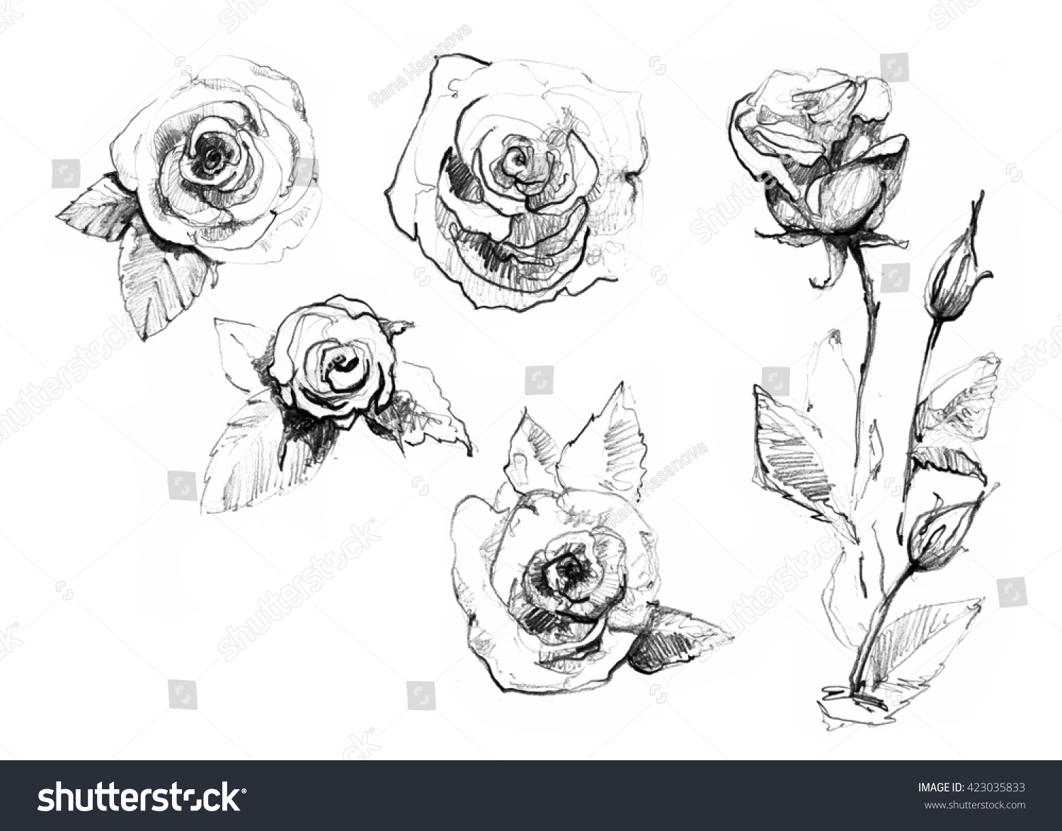 Rose Set Realistic Pencil Drawn Rose Stock Illustration