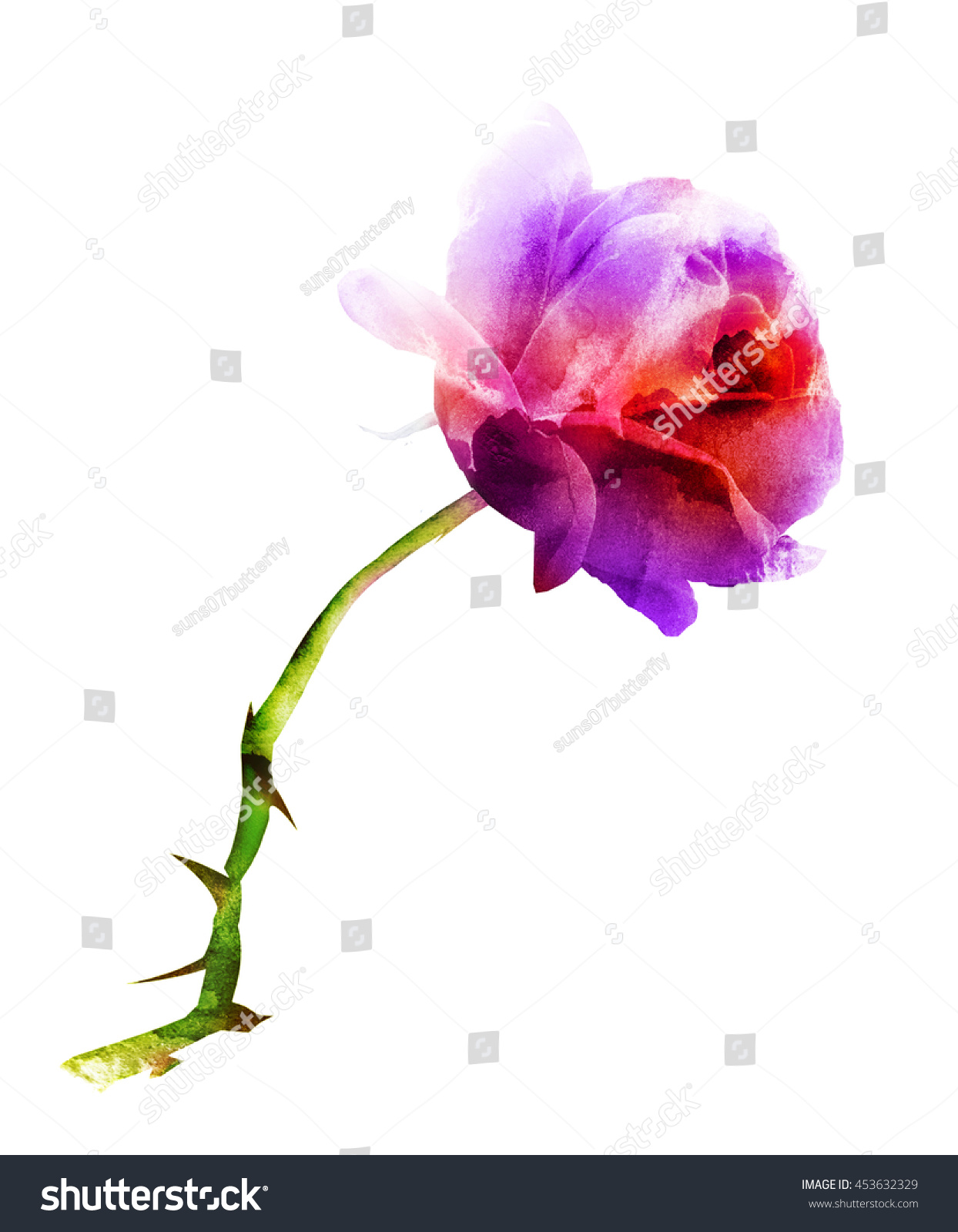 Rose Watercolor, Isolated On White Stock Photo 453632329 : Shutterstock