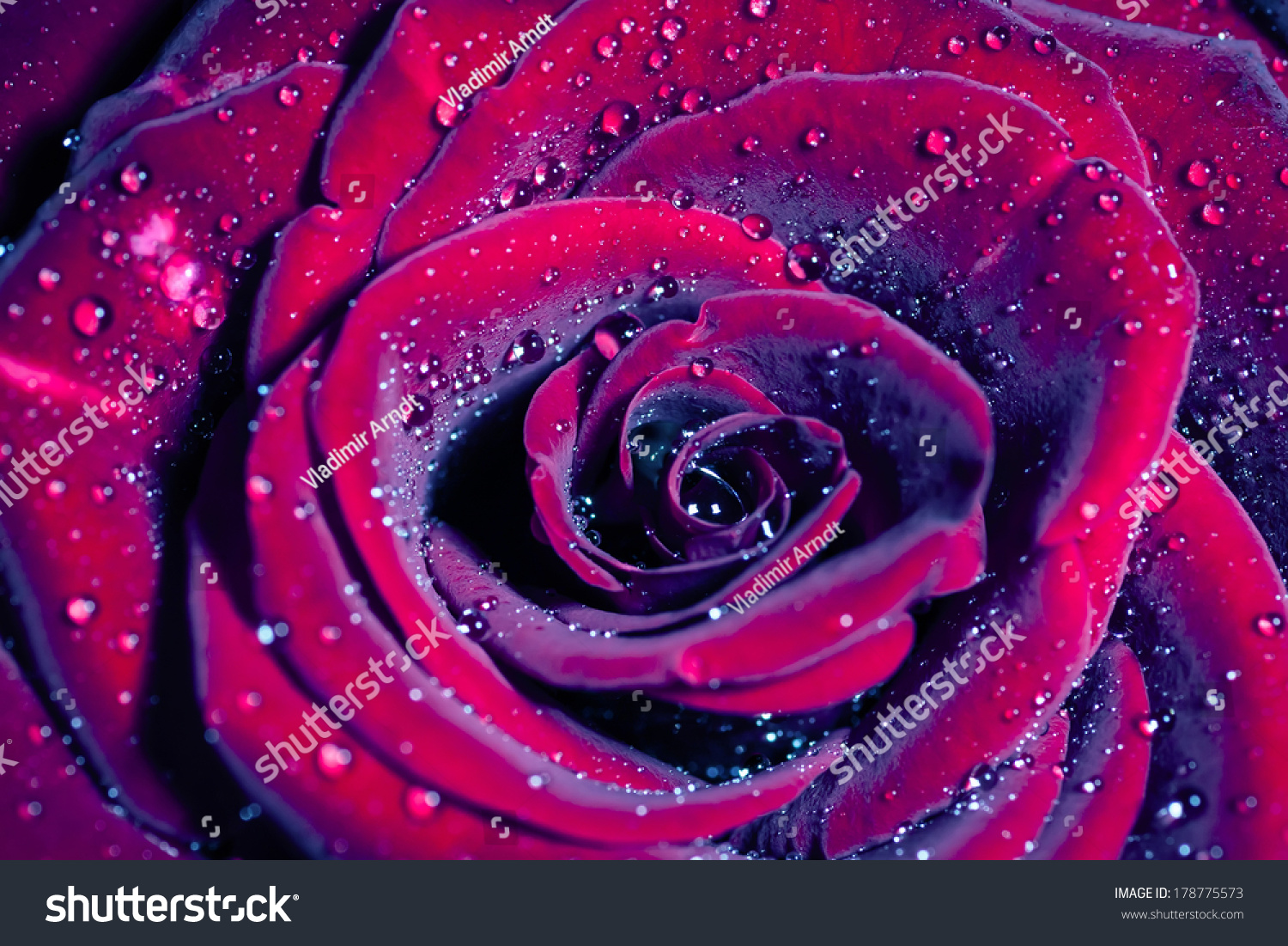 خلفيات ملونه فلاشيه Stock-photo-rose-with-water-drops-macro-shot-with-shallow-depth-of-field-color-toned-image-178775573