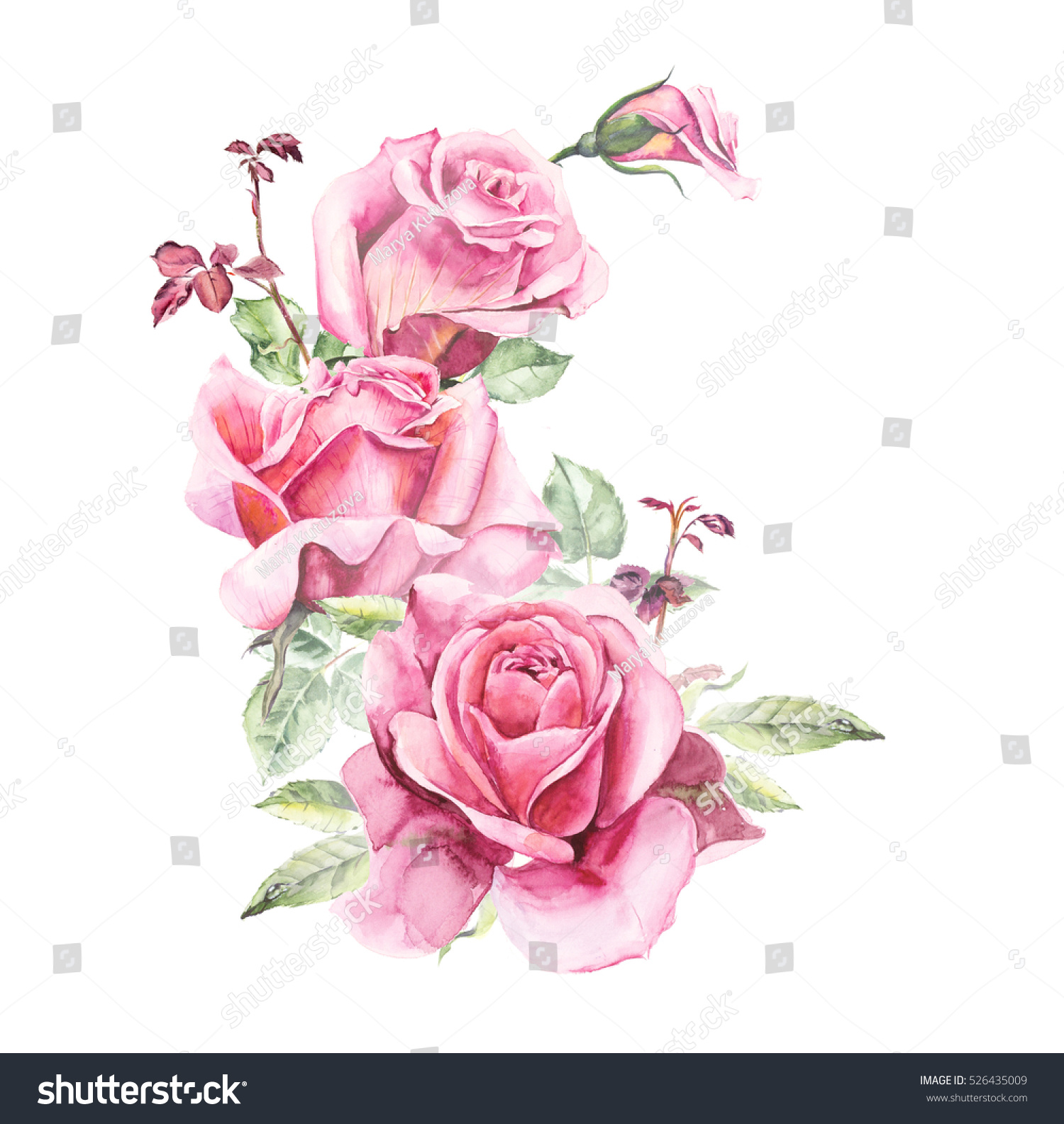 Rosebush Pattern Pink Rose Wedding Drawings Stock Illustration 526435009