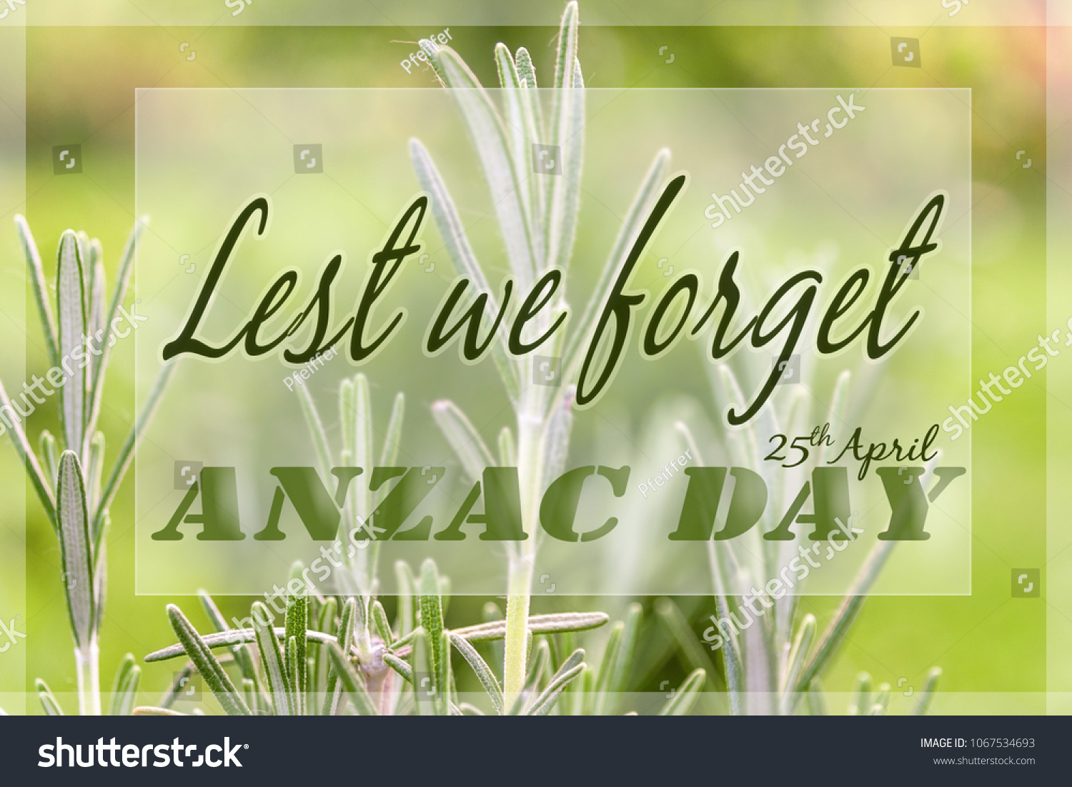 Rosemary Symbol Remembrance Anzac Day Background Stock Photo 1067534693   Stock Photo Rosemary A Symbol Of Remembrance Anzac Day Background 1067534693 