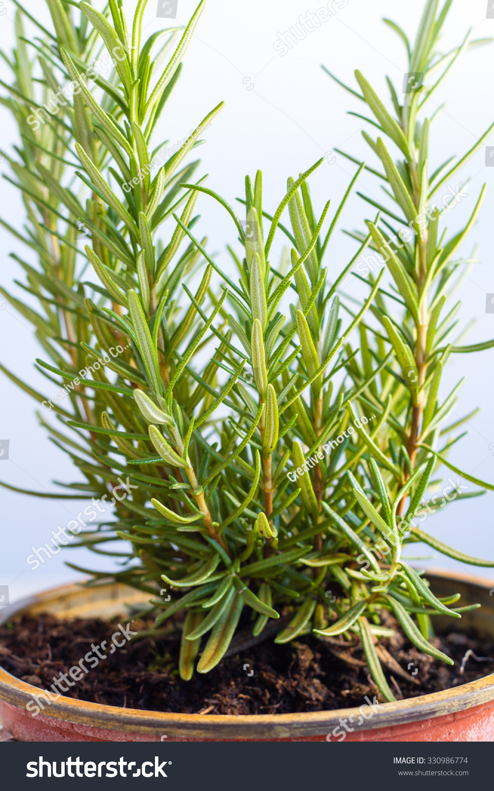 Rosemary In Pot Stock Photo 330986774 : Shutterstock