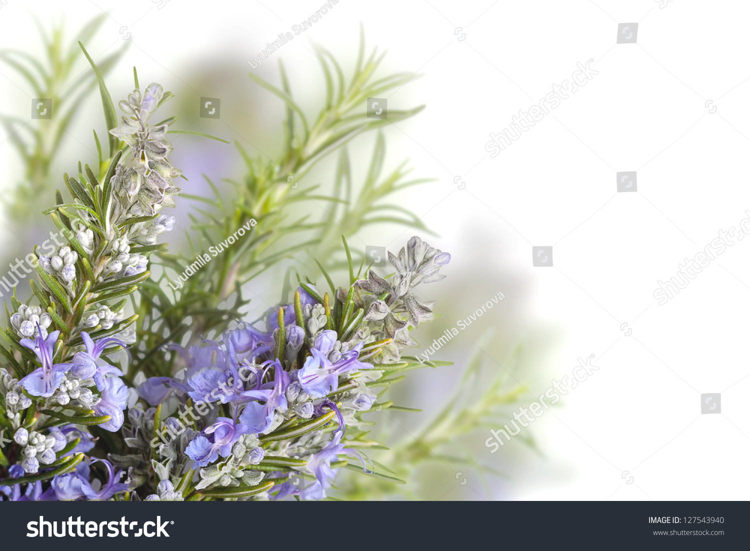 Rosemary With Flowers Stock Photo 127543940 : Shutterstock