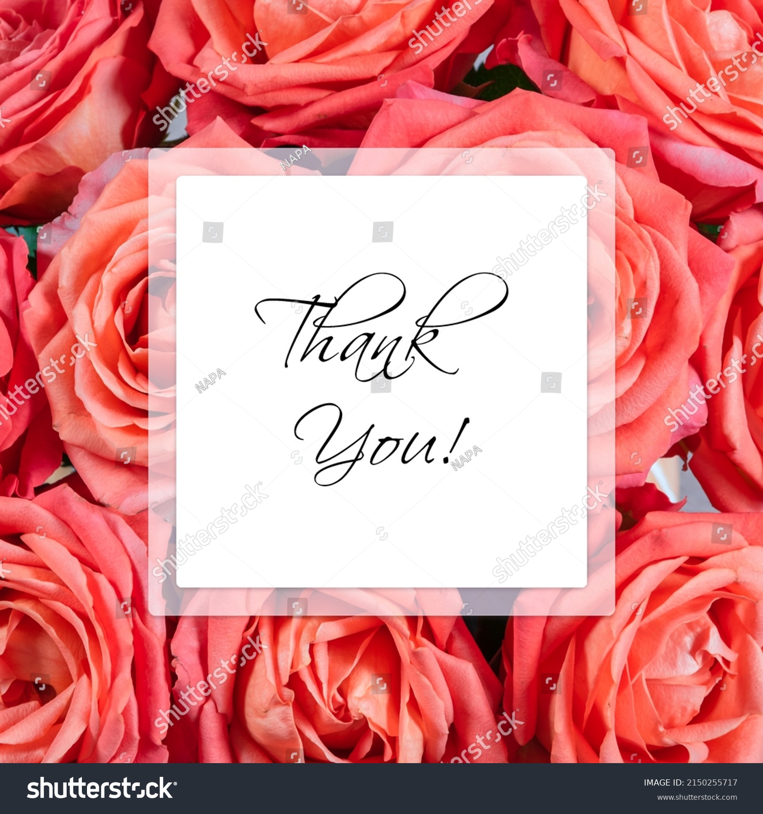 Roses Background Thank You Lettering Stock Photo 2150255717 | Shutterstock