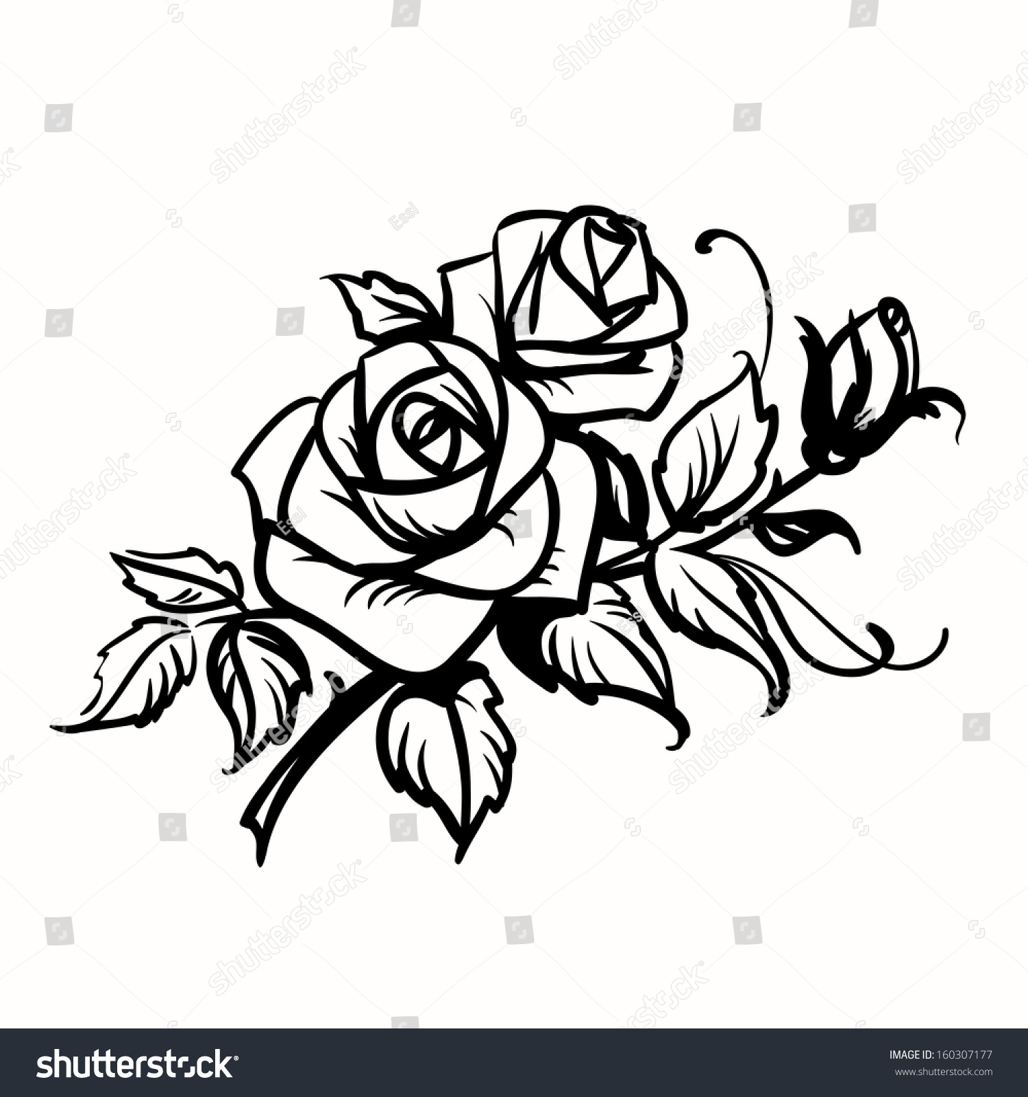  Roses Black Outline Drawing On White Stock Illustration 160307177 