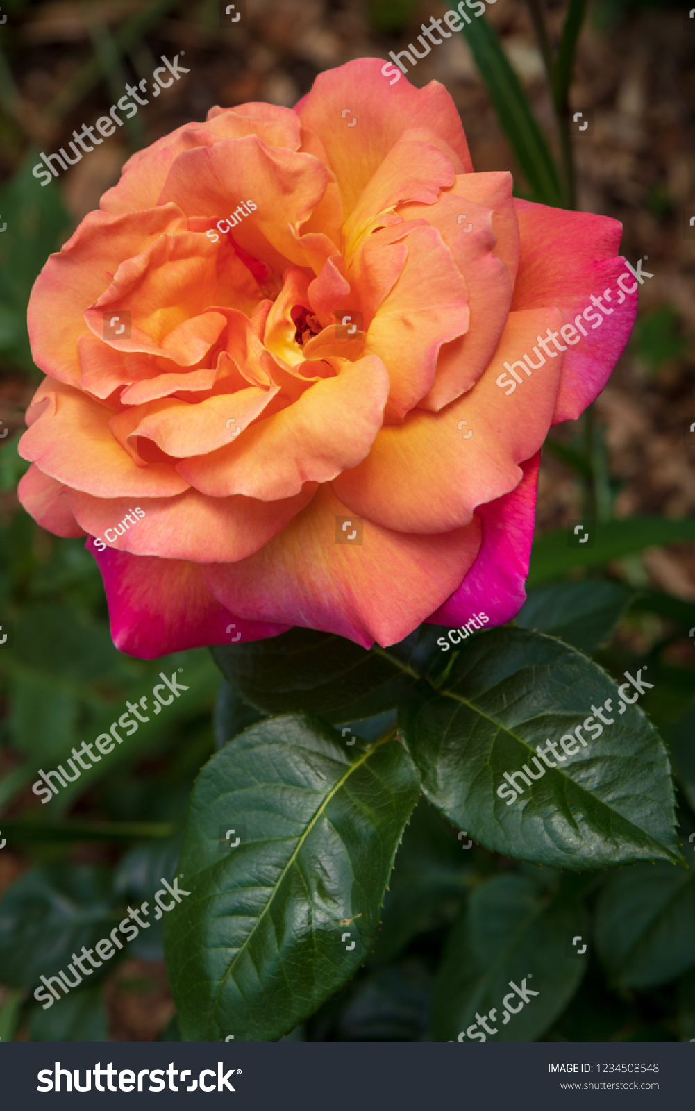 roses full bloom spring country garden stock photo (edit now