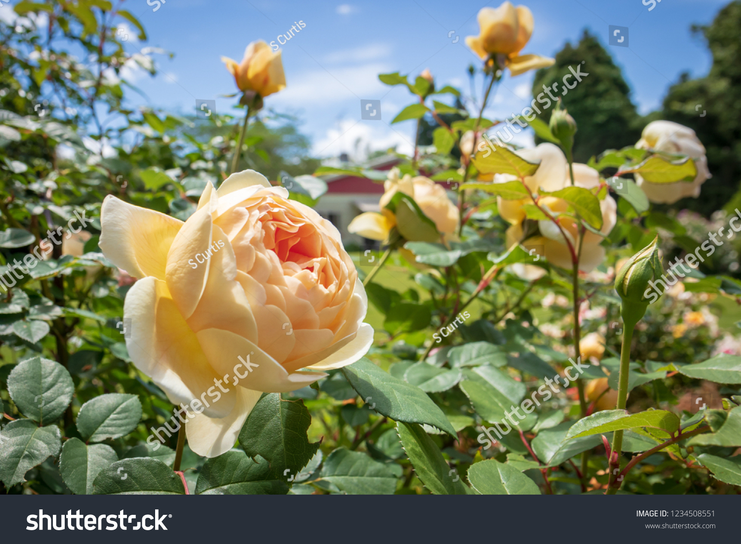 roses full bloom spring country garden stock photo (edit now
