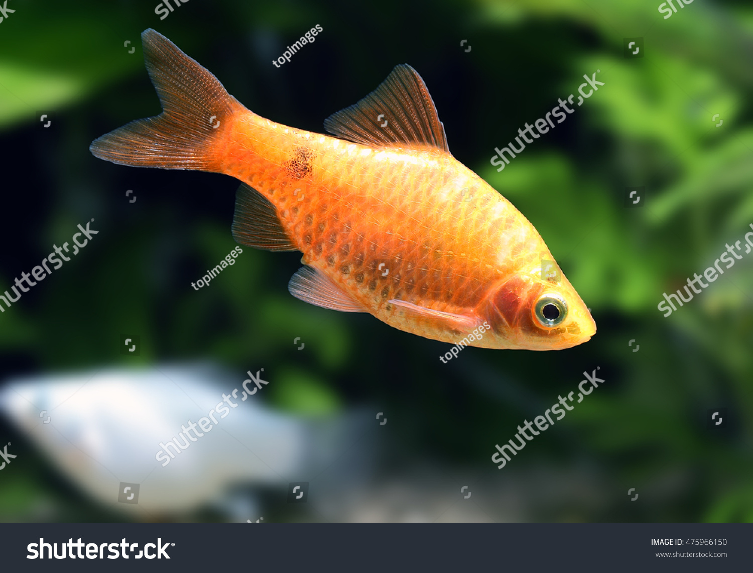 rosy barb ez canvas