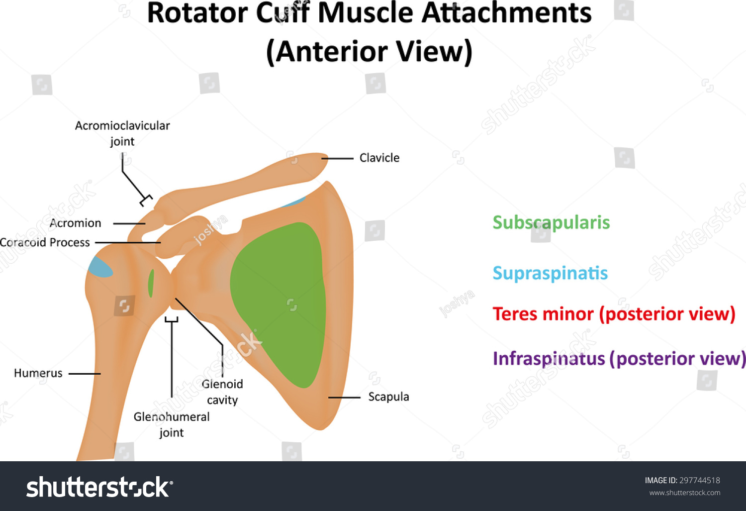 Rotator Cuff Muscle Attachments Stock Photo 297744518 : Shutterstock