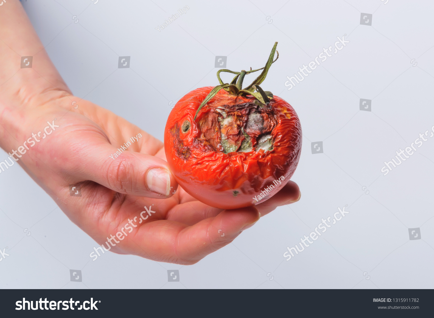 Rotten Tomato Hand Mold On Vegetables Stock Photo 1315911782 | Shutterstock