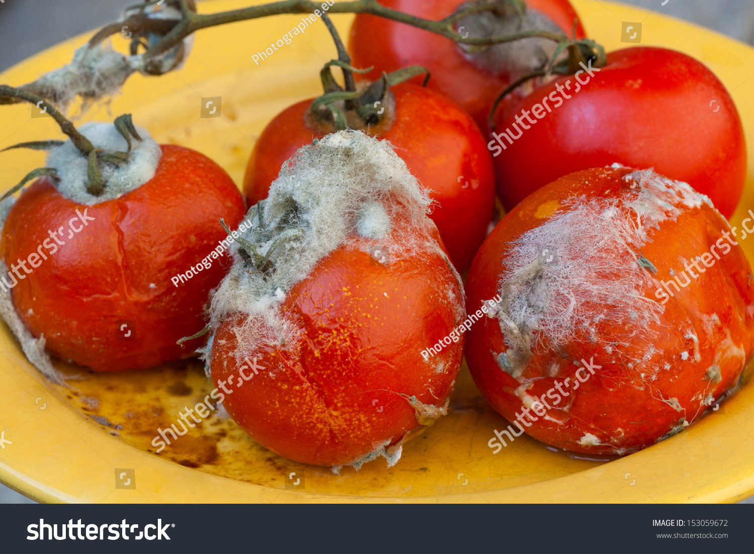 Rotten Tomatoes On Vine White Mold Stock Photo 153059672 Shutterstock